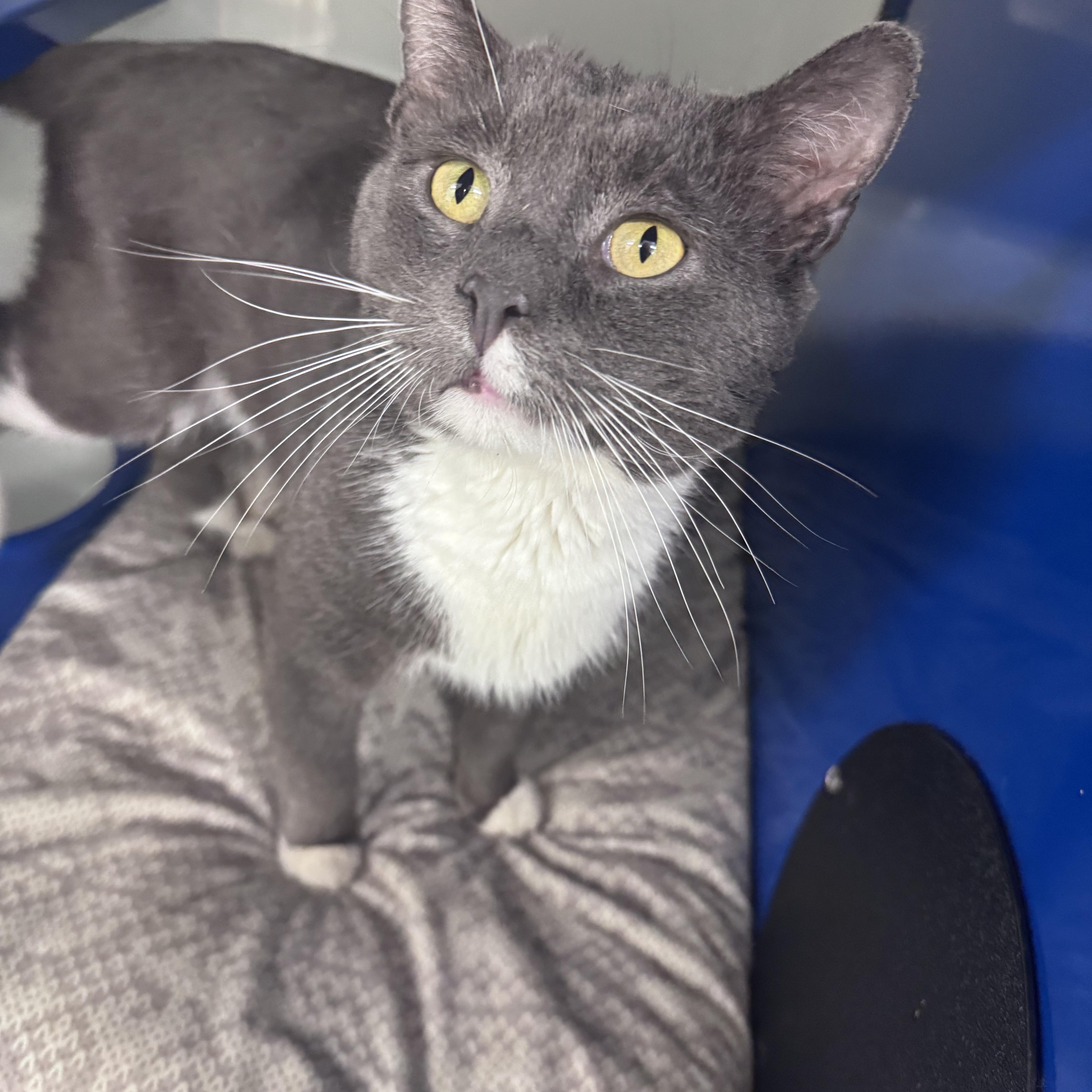 Enlarge Goliath , a ADOPTABLE Domestic Short Hair in Cherryfield, ME image 1/1