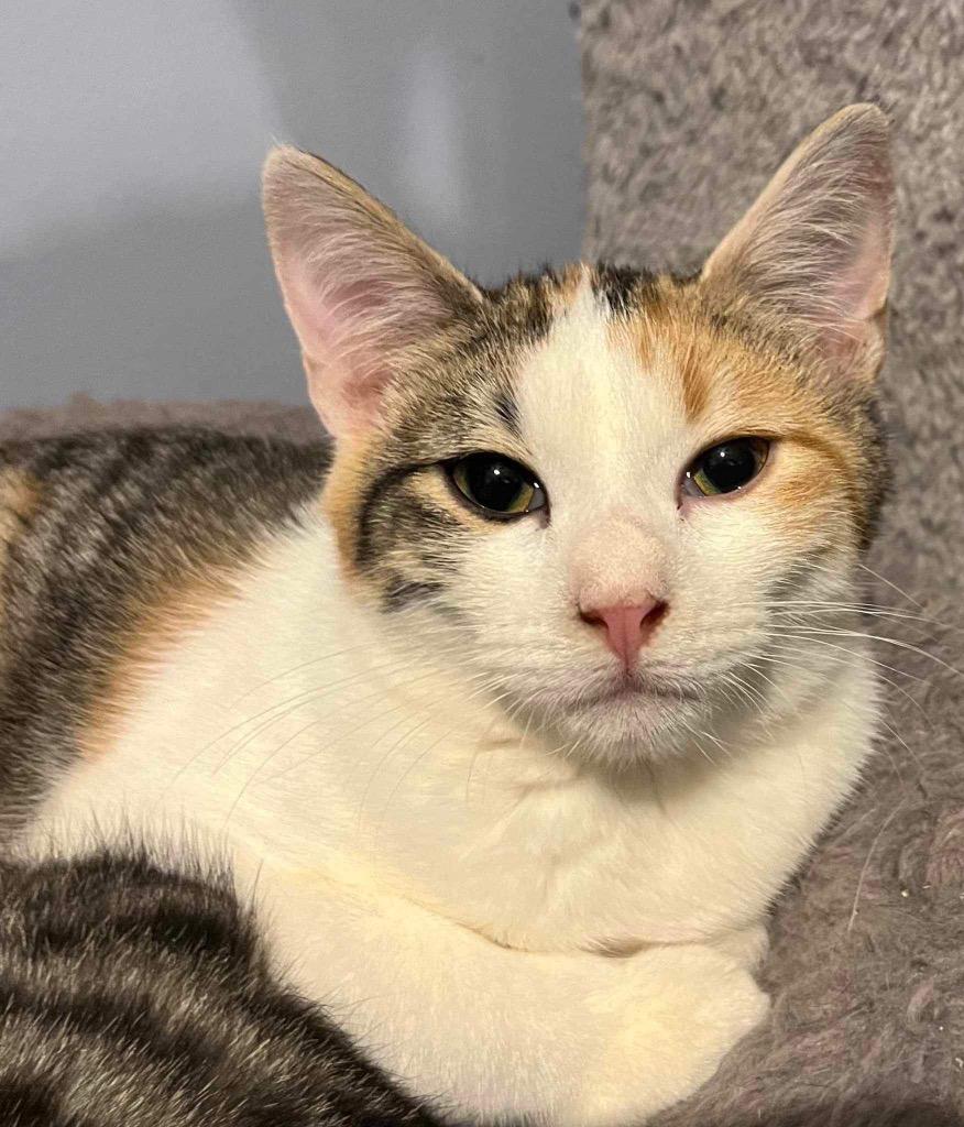 Enlarge Reputation, a Adoptable mixed breed in Buford, GA image 2/3