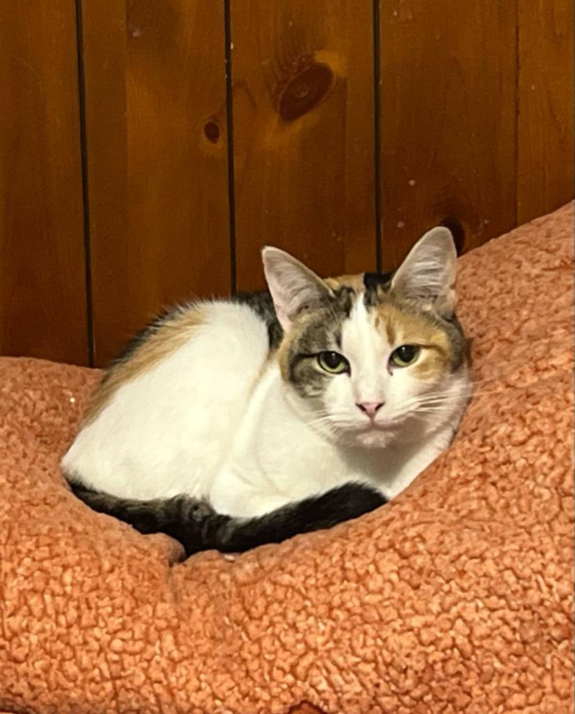 Reputation, Adoptable, Adult Female Domestic Short Hair & Calico.