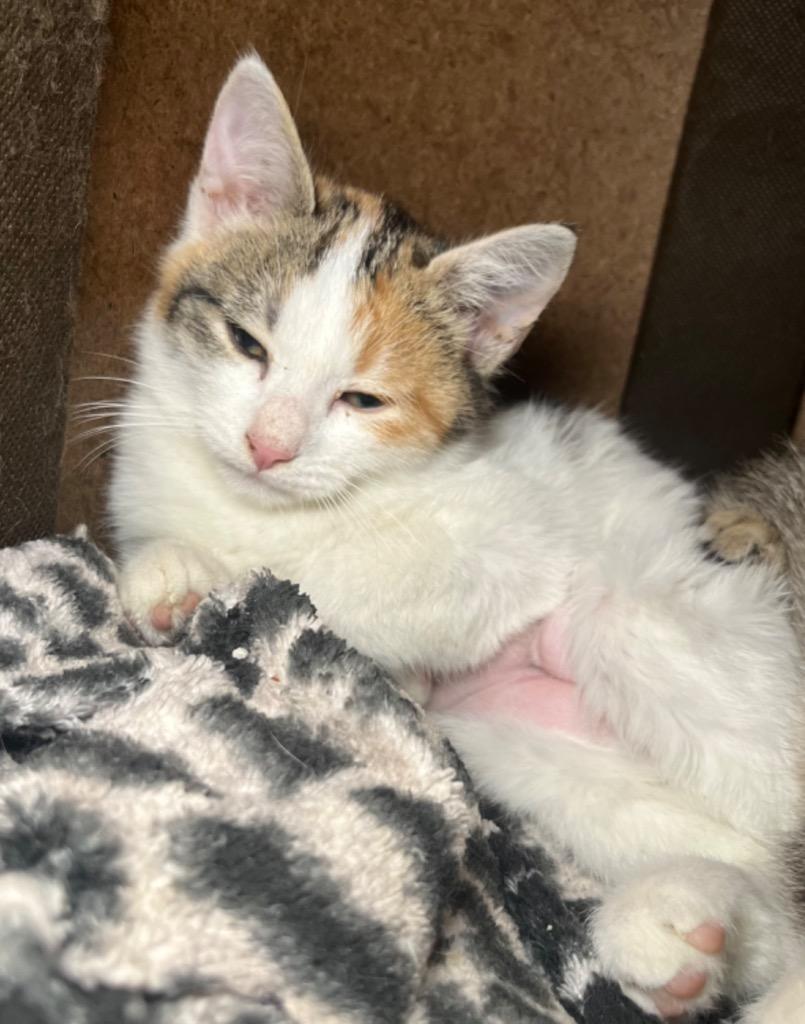 Enlarge Reputation, a Adoptable mixed breed in Buford, GA image 2/3