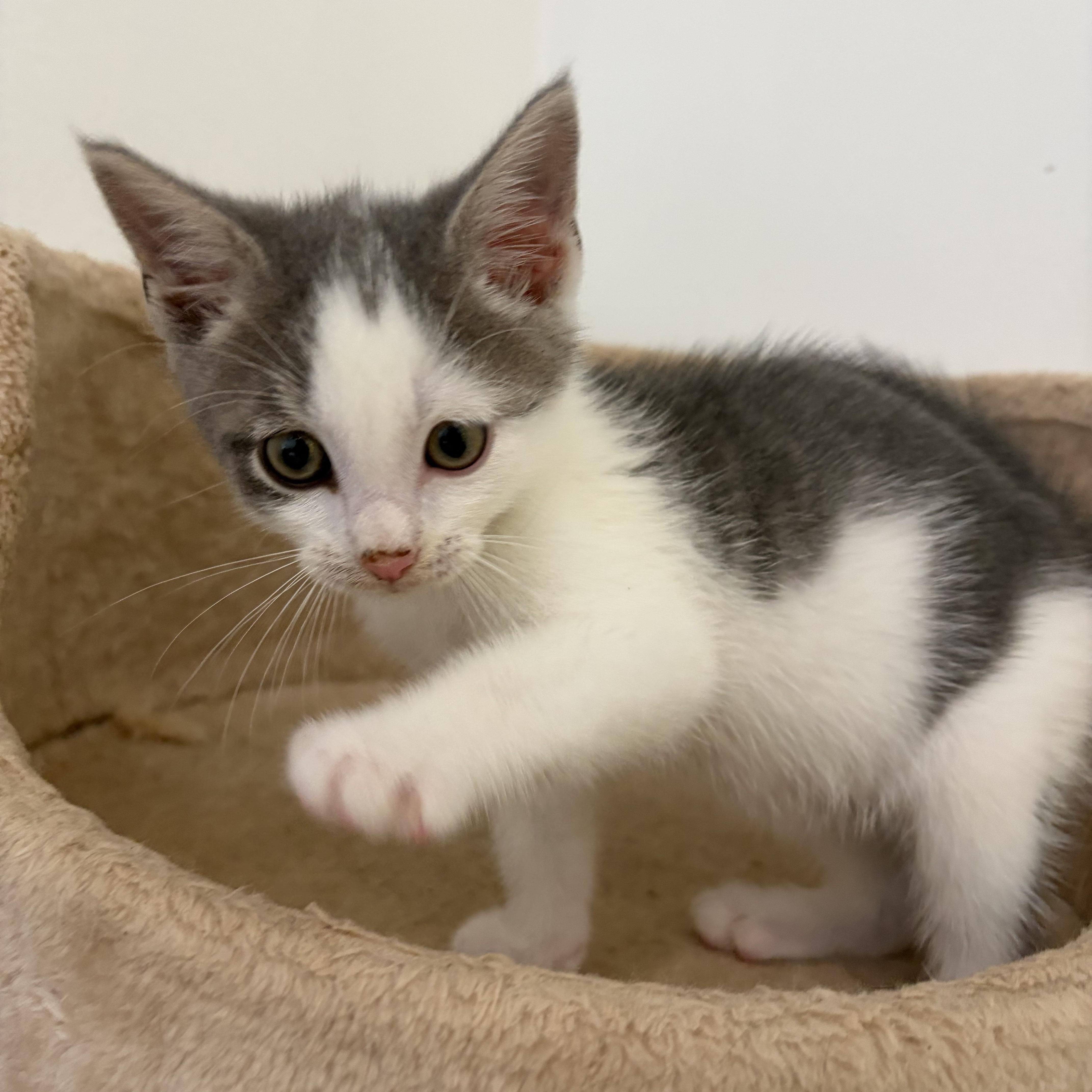 Marc, an adopted Domestic Short Hair in AQUEBOGUE, NY image 2/2