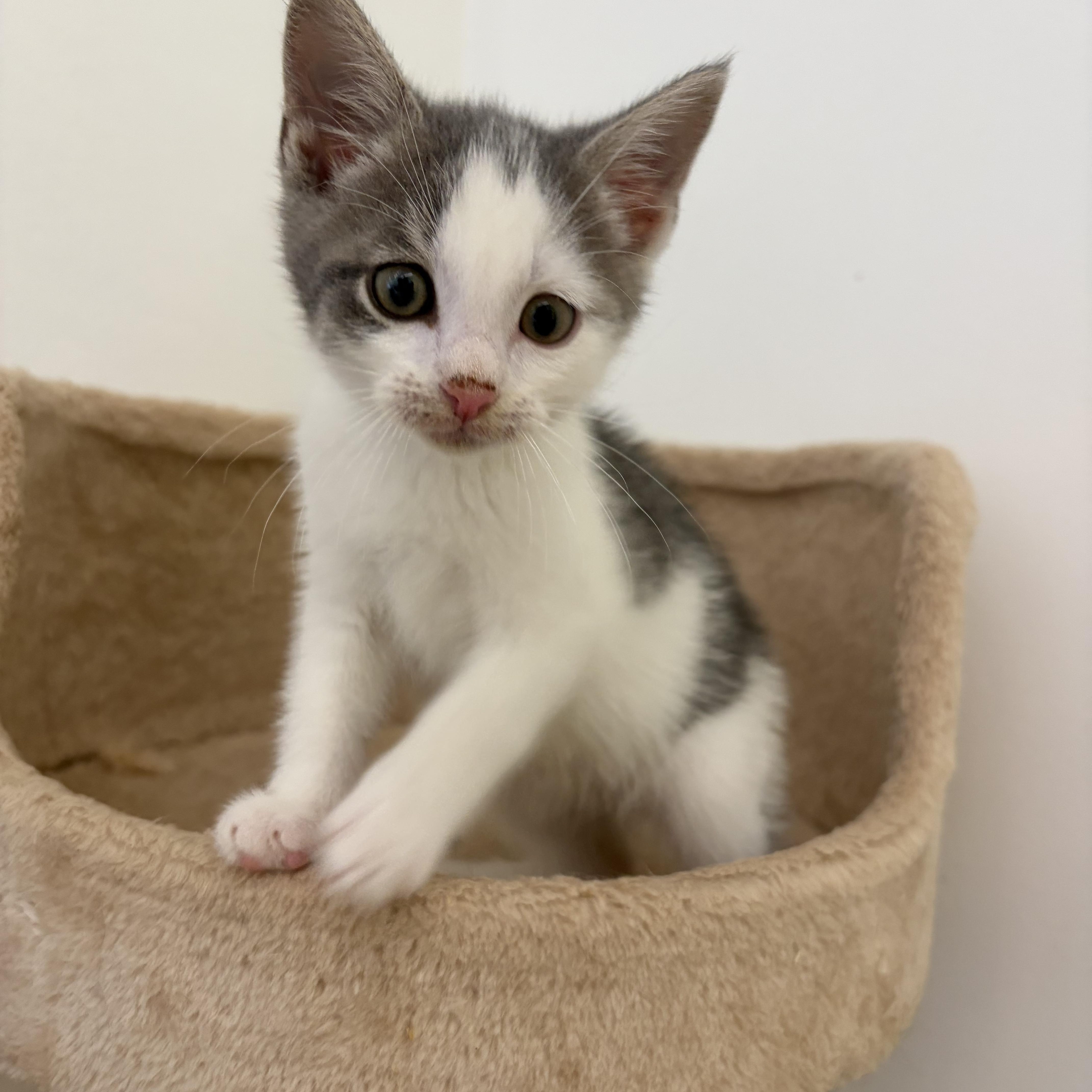 Marc, adopted, Kitten Male Domestic Short Hair.