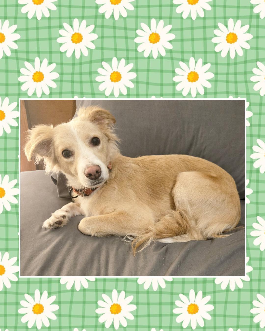 Daisy  , Adoptable, Young Female Spaniel.