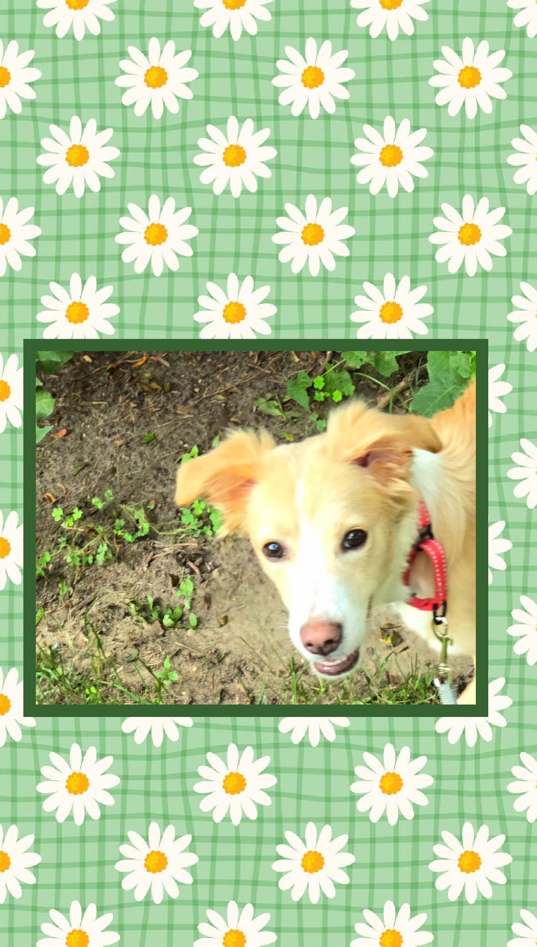 Enlarge Daisy  , a Adoptable Spaniel in Lake Geneva, WI image 6/6