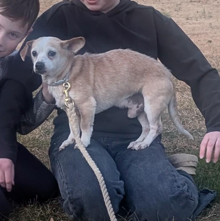 Henry, Adoptable, Adult Male Chihuahua.