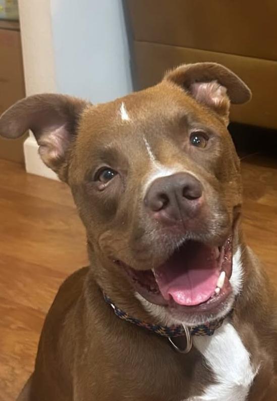 Roo, Adoptable, Adult Male Pit Bull Terrier.