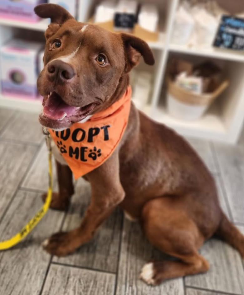 Enlarge Roo, a Adoptable mixed breed in Scottsdale, AZ image 3/3