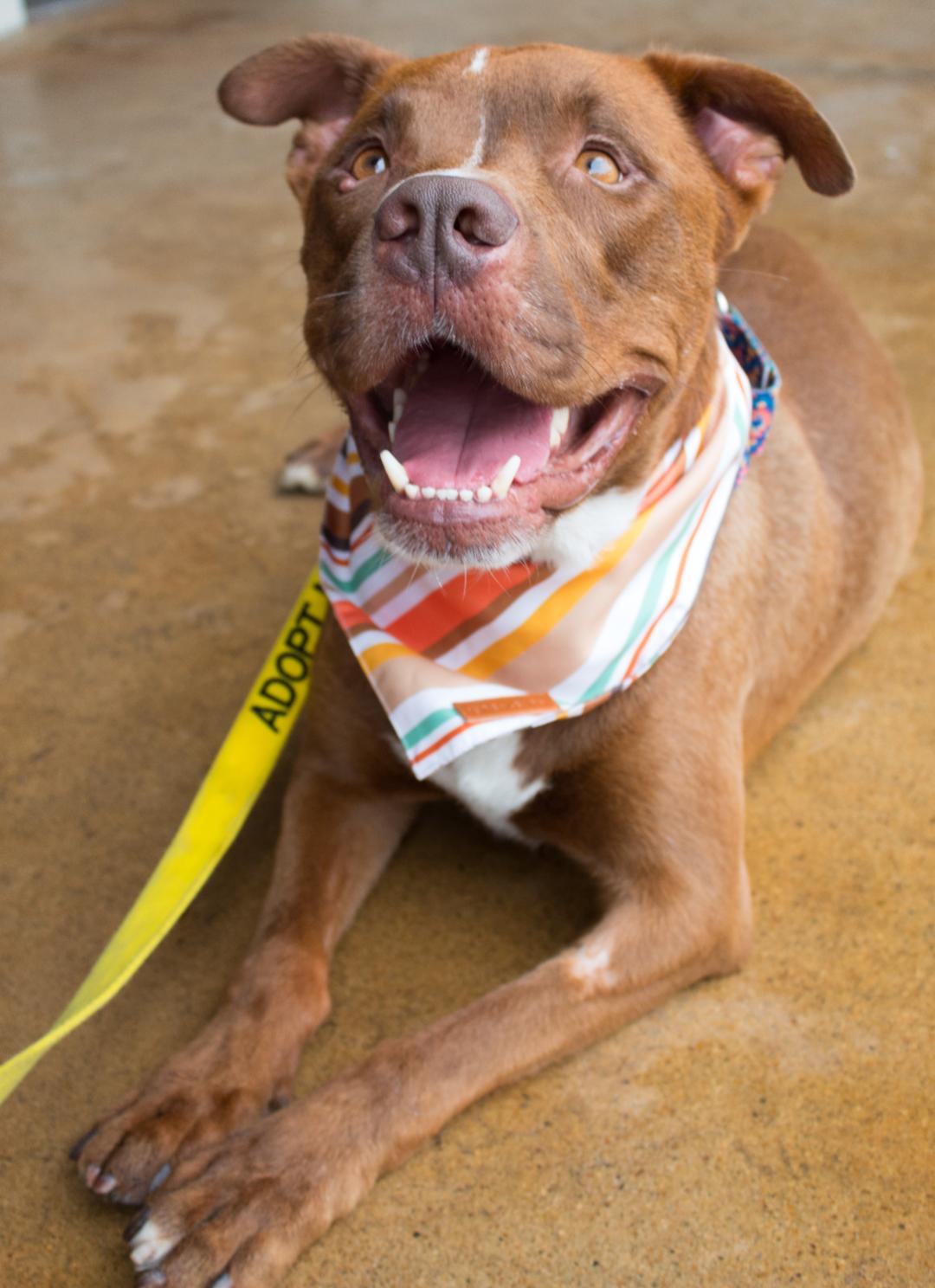 Enlarge Roo, a Adoptable mixed breed in Scottsdale, AZ image 3/3