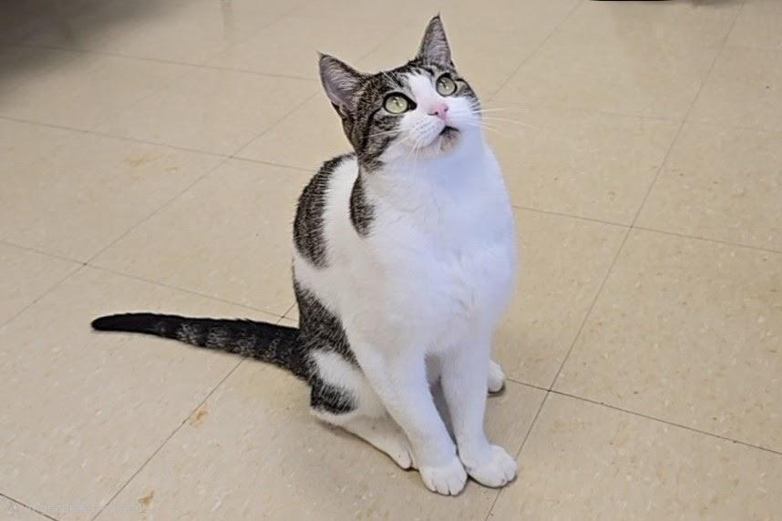 Hazel, a ADOPTABLE Domestic Short Hair in Red Wing, MN image 1/6
