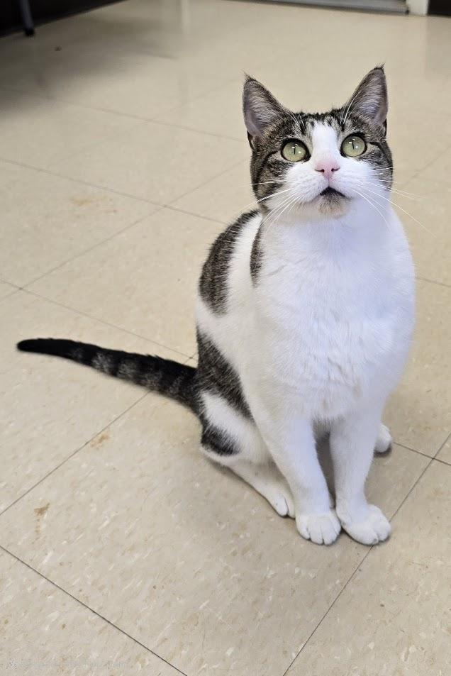 Hazel, a ADOPTABLE Domestic Short Hair in Red Wing, MN image 3/6