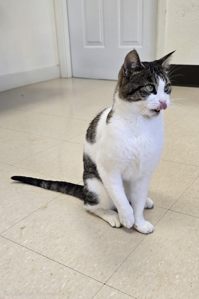 Hazel, a ADOPTABLE Domestic Short Hair in Red Wing, MN image 4/6