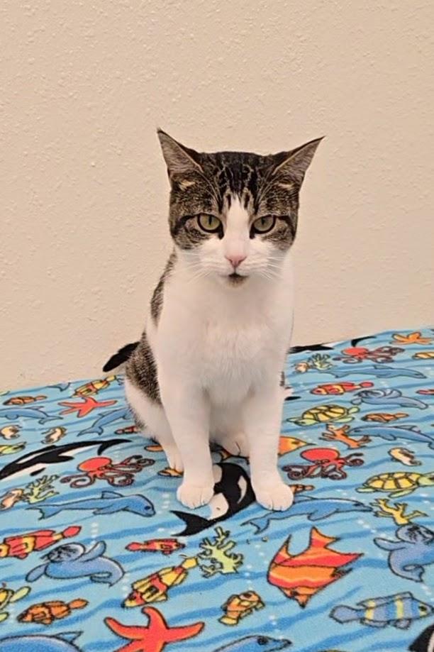 Hazel, a ADOPTABLE Domestic Short Hair in Red Wing, MN image 6/6