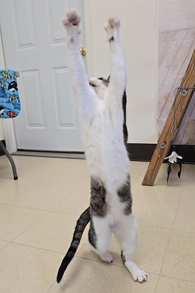 Hazel, a ADOPTABLE Domestic Short Hair in Red Wing, MN image 5/6