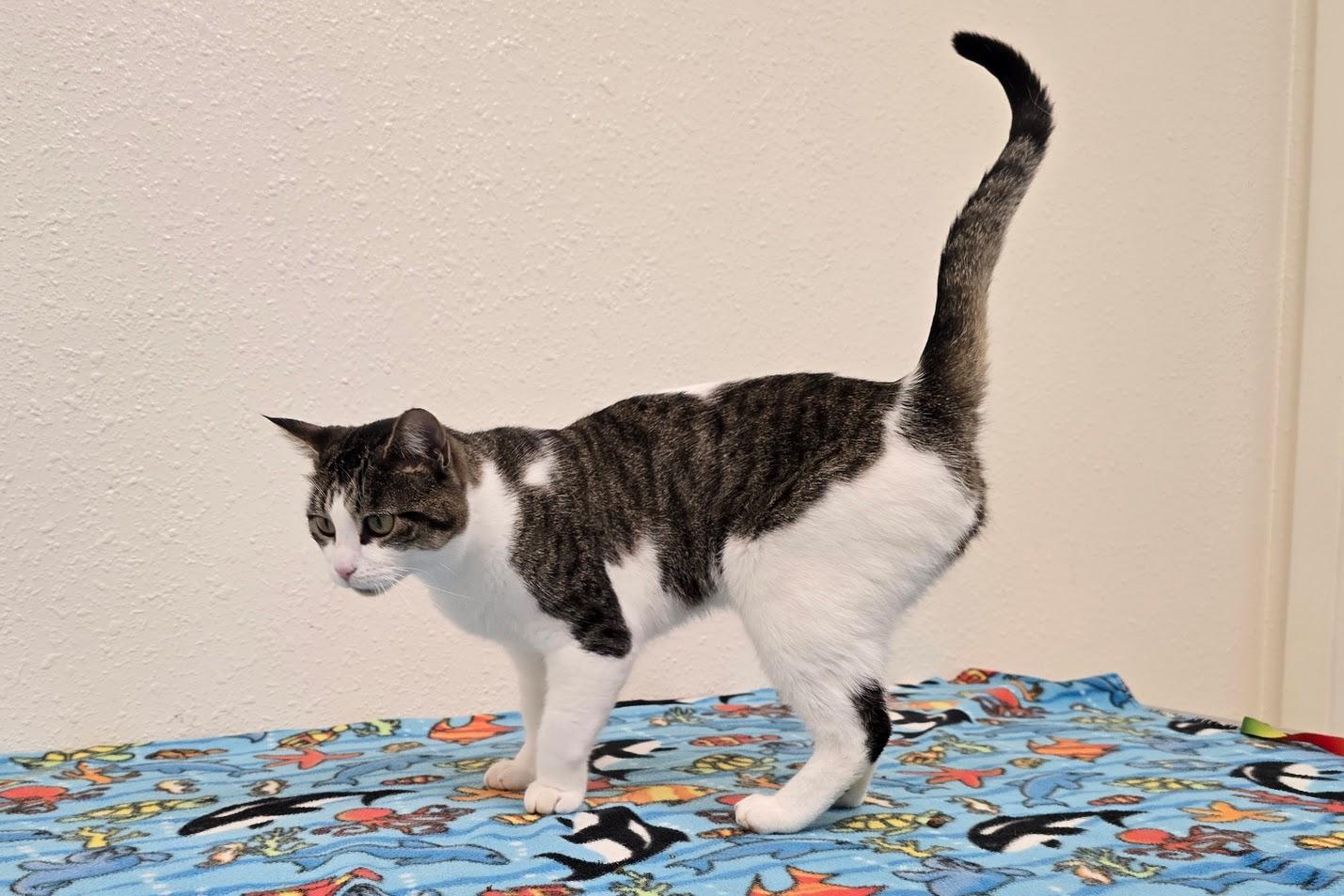 Hazel, a ADOPTABLE Domestic Short Hair in Red Wing, MN image 2/6