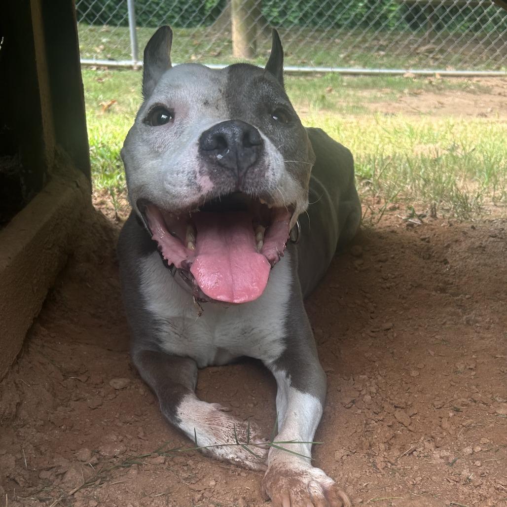 Ivander, Adoptable, Senior Male Mixed Breed.
