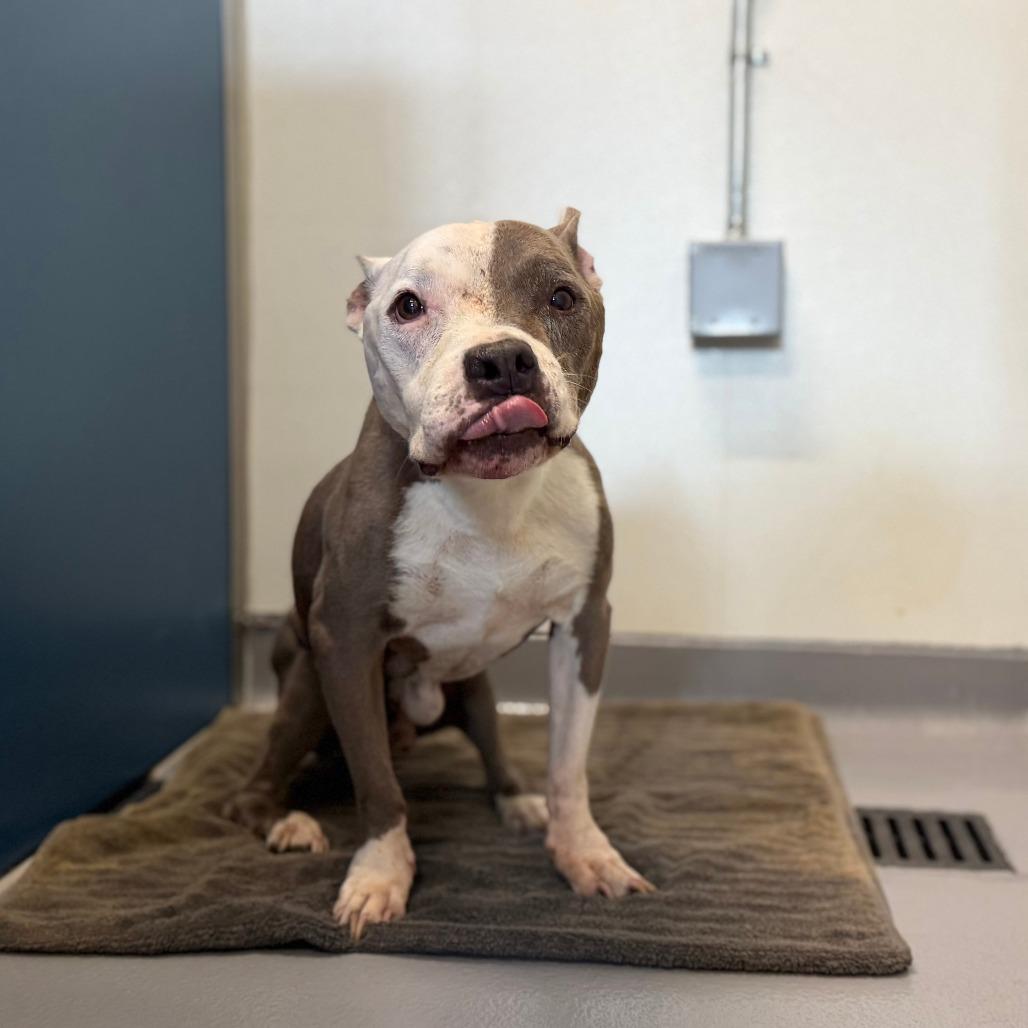 Enlarge Ivander, a Adoptable Mixed Breed in Auburn, AL image 2/6