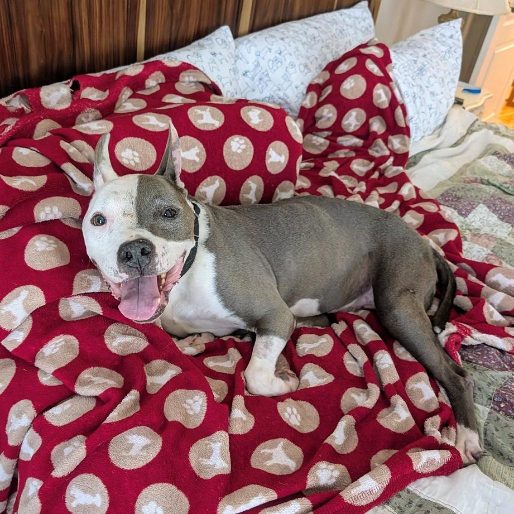 Enlarge Ivander, a Adoptable Mixed Breed in Auburn, AL image 3/6