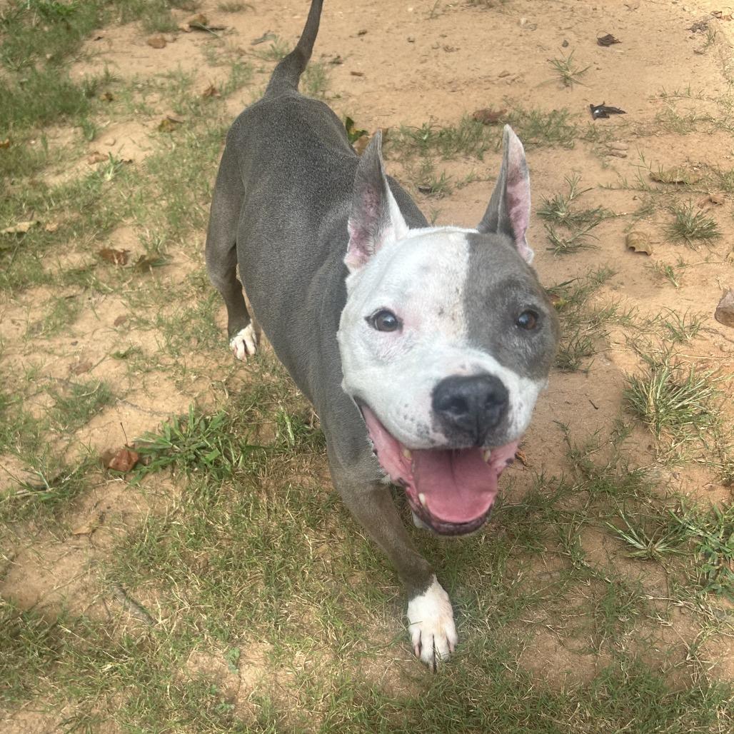 Enlarge Ivander, a Adoptable Mixed Breed in Auburn, AL image 4/6