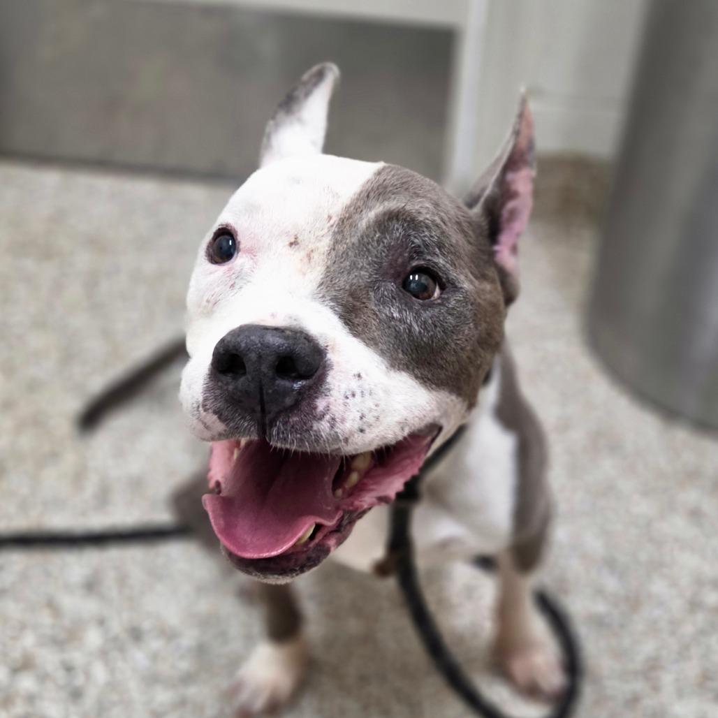 Enlarge Ivander, a Adoptable Mixed Breed in Auburn, AL image 5/6