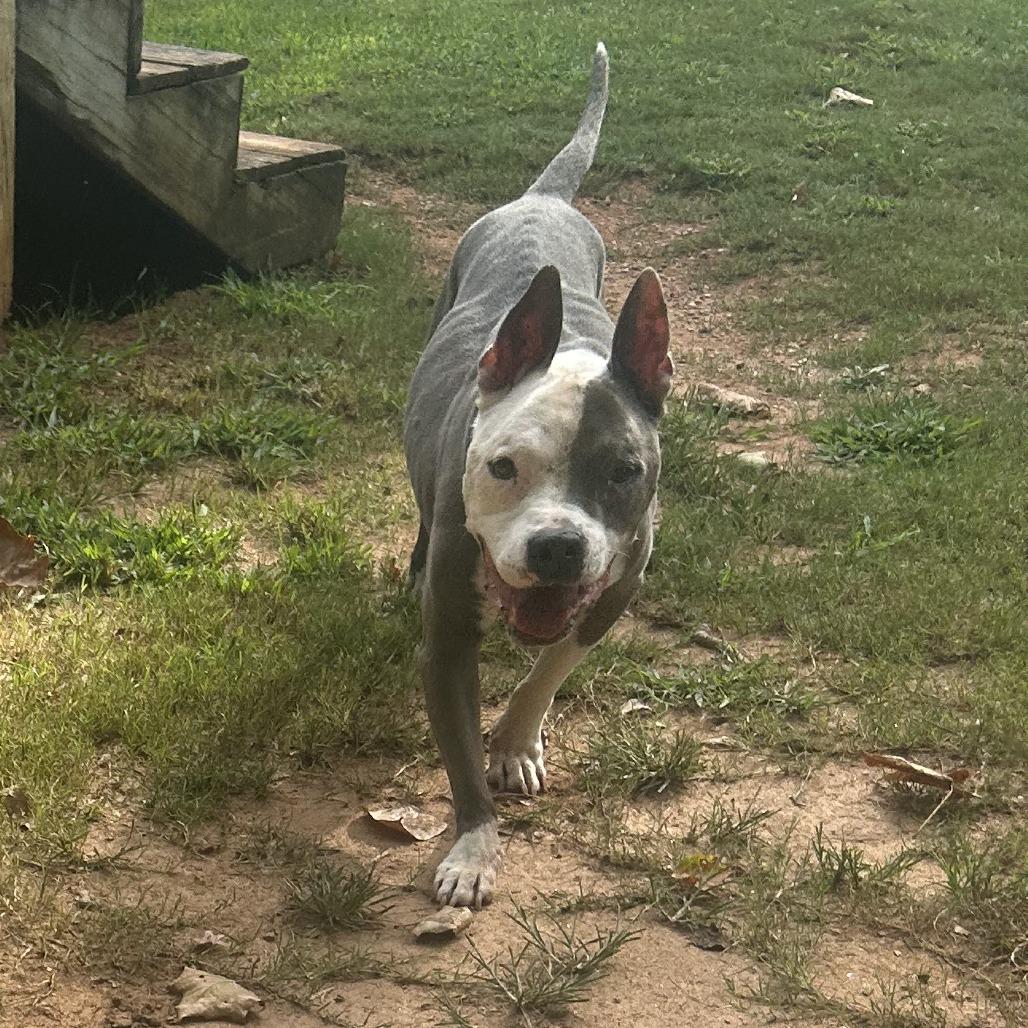 Enlarge Ivander, a Adoptable Mixed Breed in Auburn, AL image 6/6