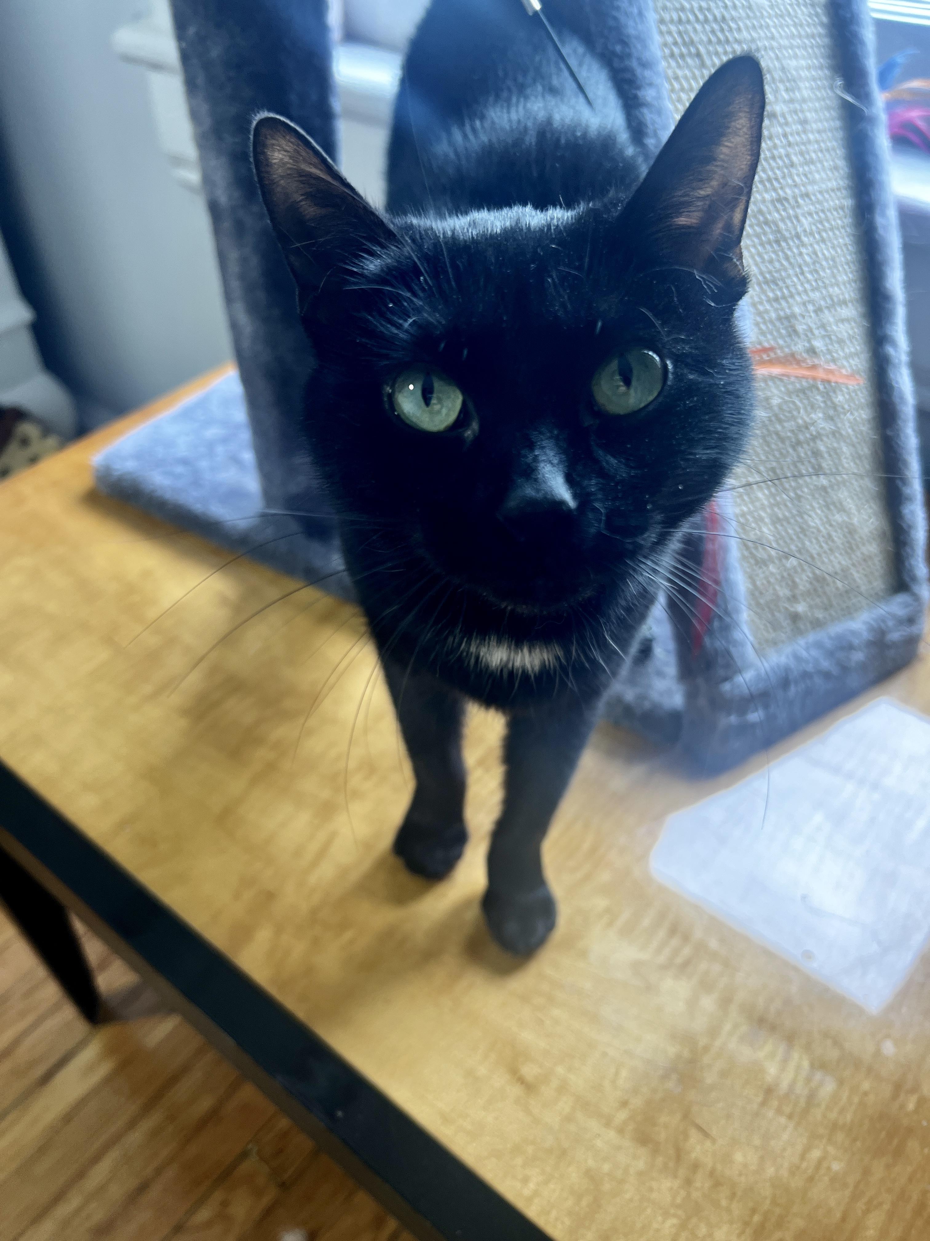 Enlarge Ella Fitzgerald, an adopted Domestic Short Hair in Roanoke, VA image 1/3