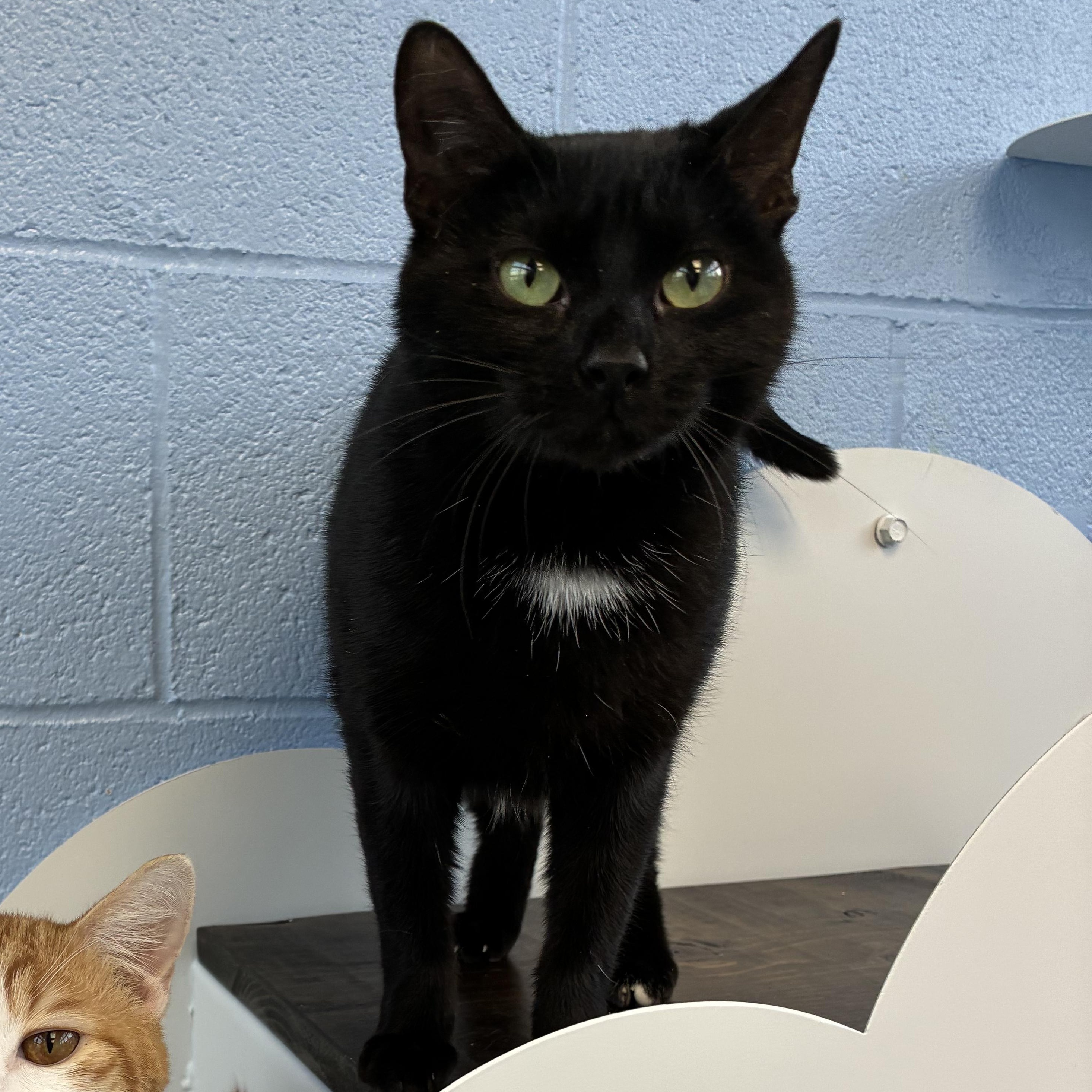 Ella Fitzgerald, Adoptable, Young Female Domestic Short Hair.