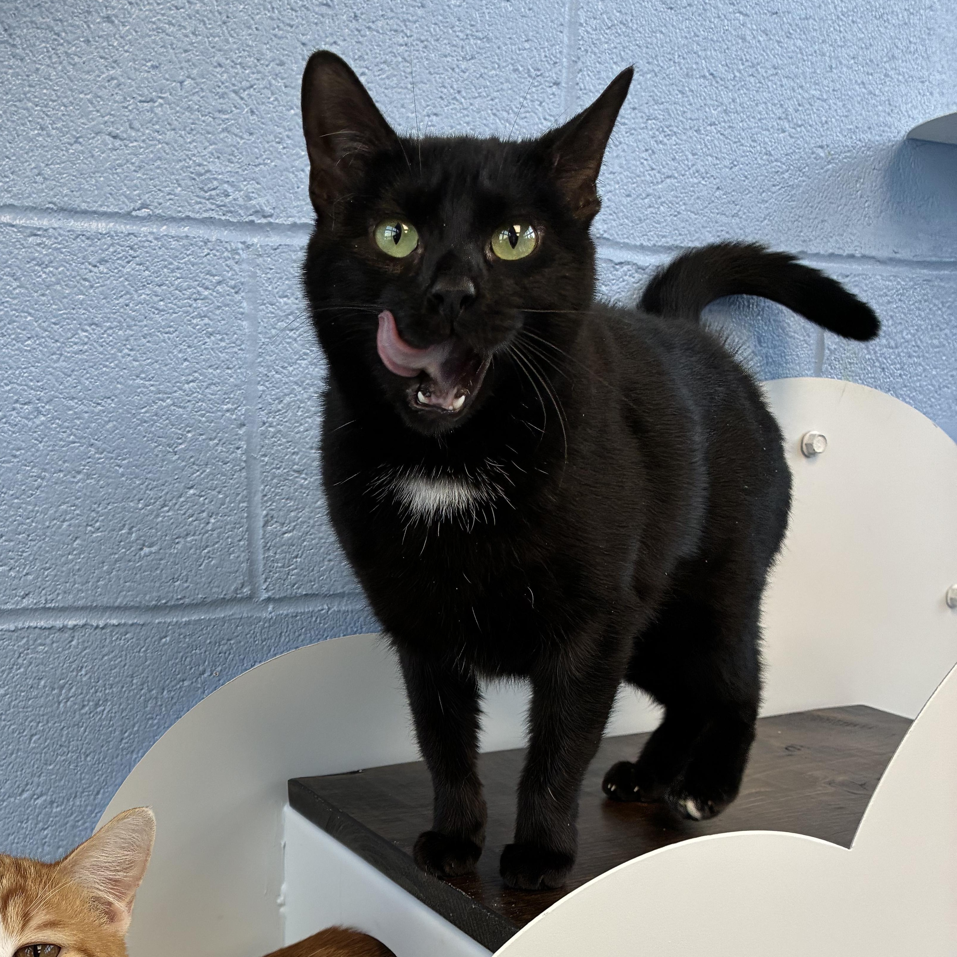 Enlarge Ella Fitzgerald, an adopted Domestic Short Hair in Roanoke, VA image 3/3