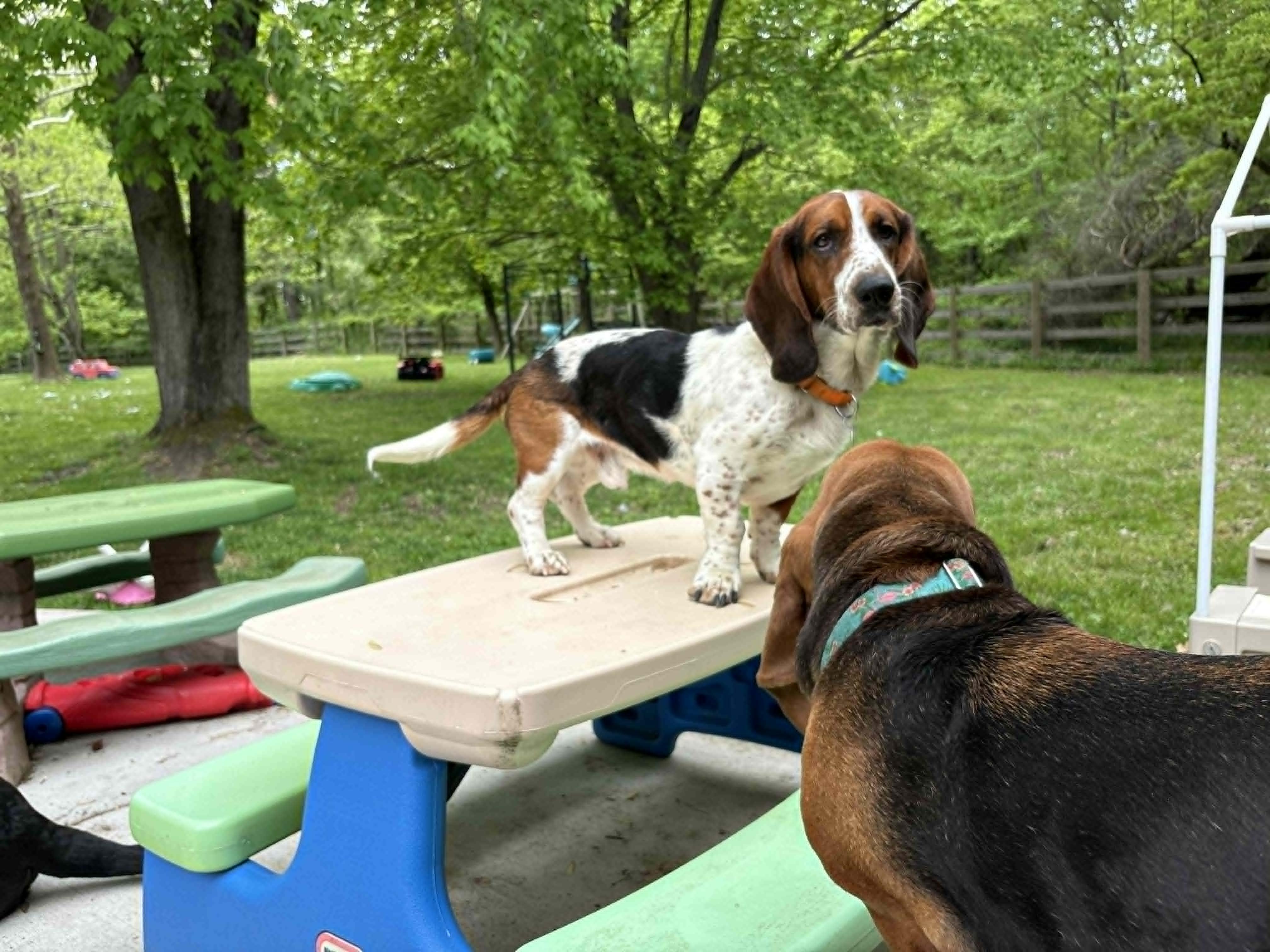 Beau, a ADOPTABLE Basset Hound in Jarrettsville, MD image 4/6