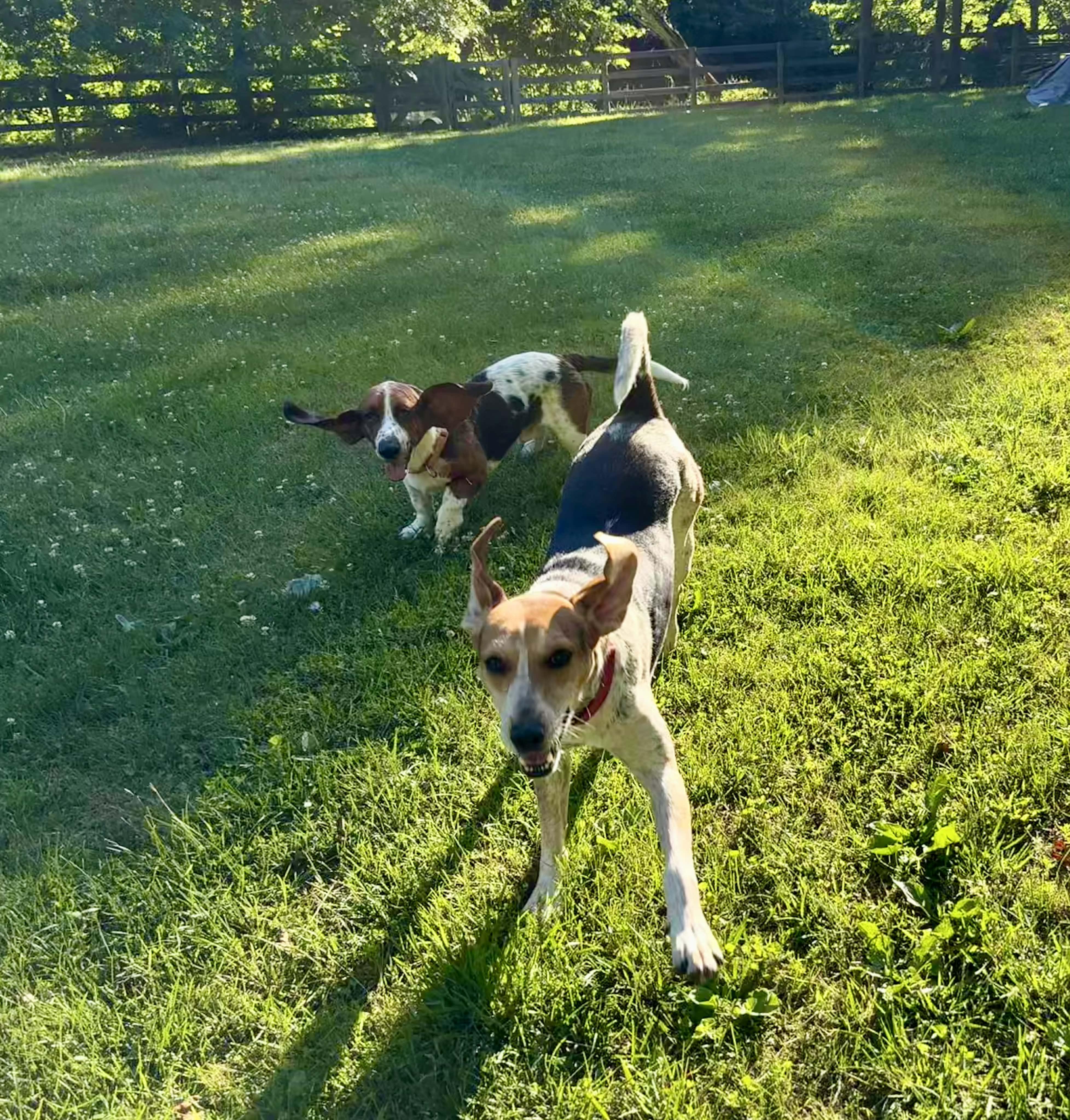 Beau, a ADOPTABLE Basset Hound in Jarrettsville, MD image 2/6