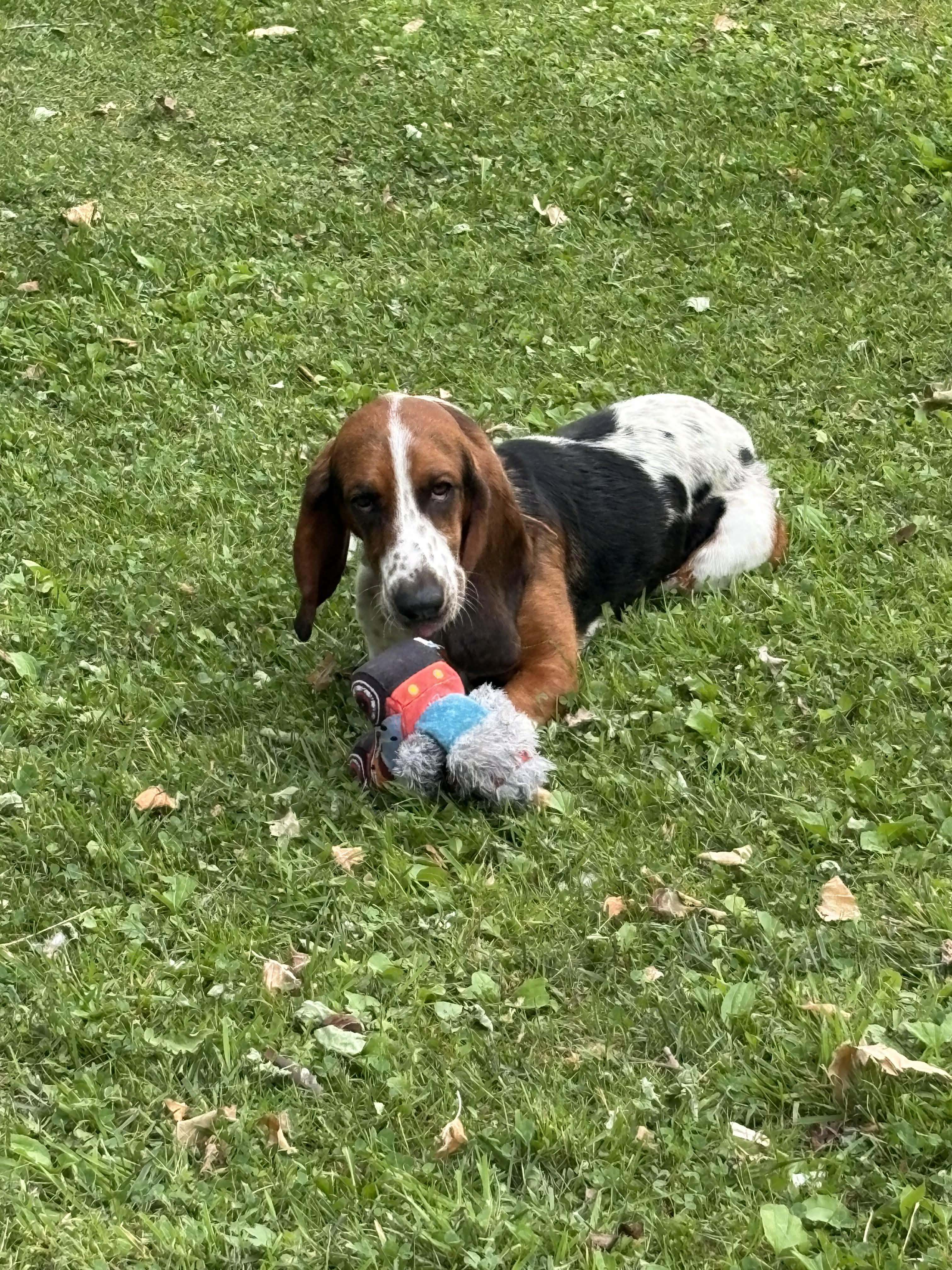 Beau, a ADOPTABLE Basset Hound in Jarrettsville, MD image 3/6