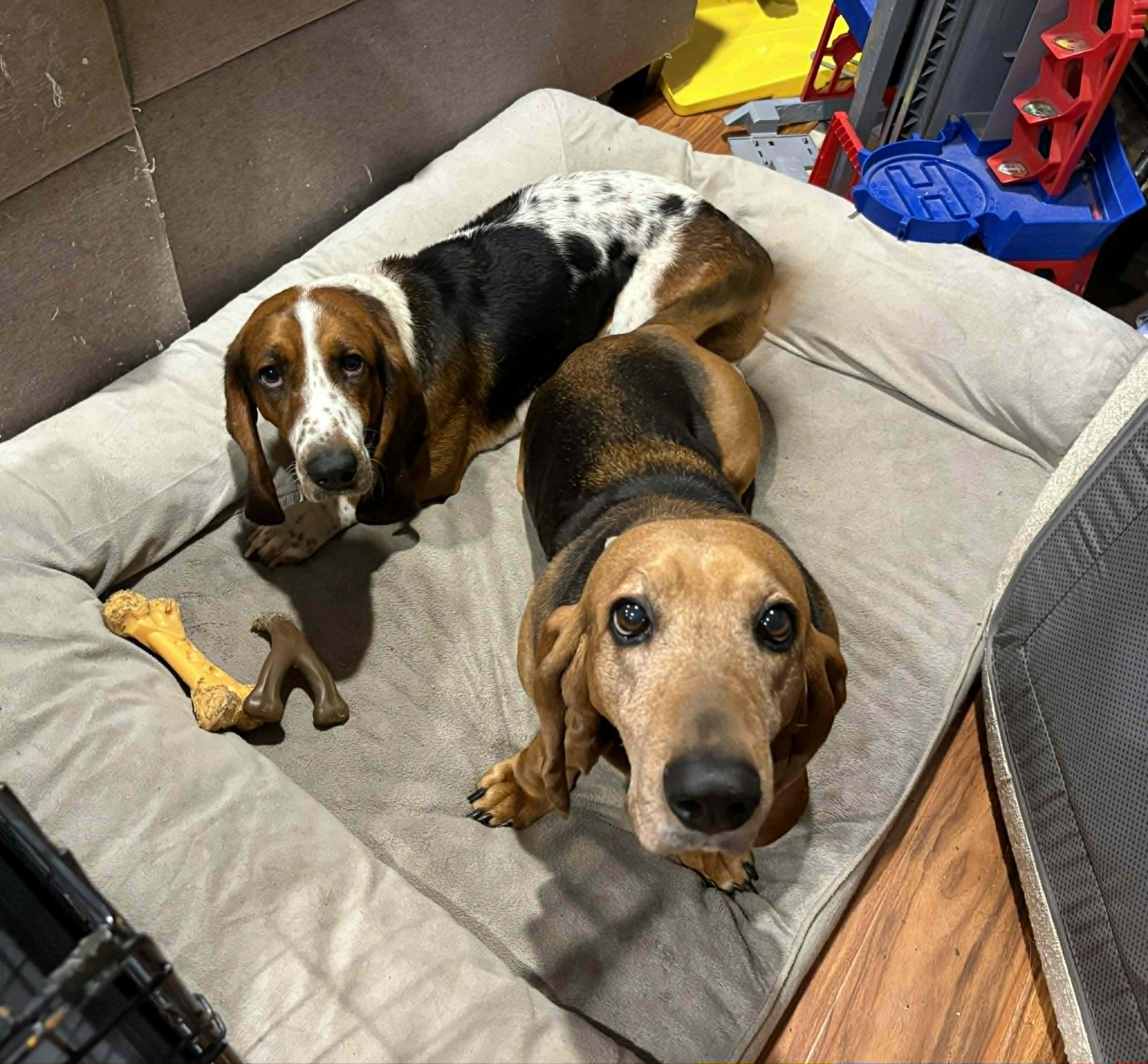 Beau, a ADOPTABLE Basset Hound in Jarrettsville, MD image 6/6