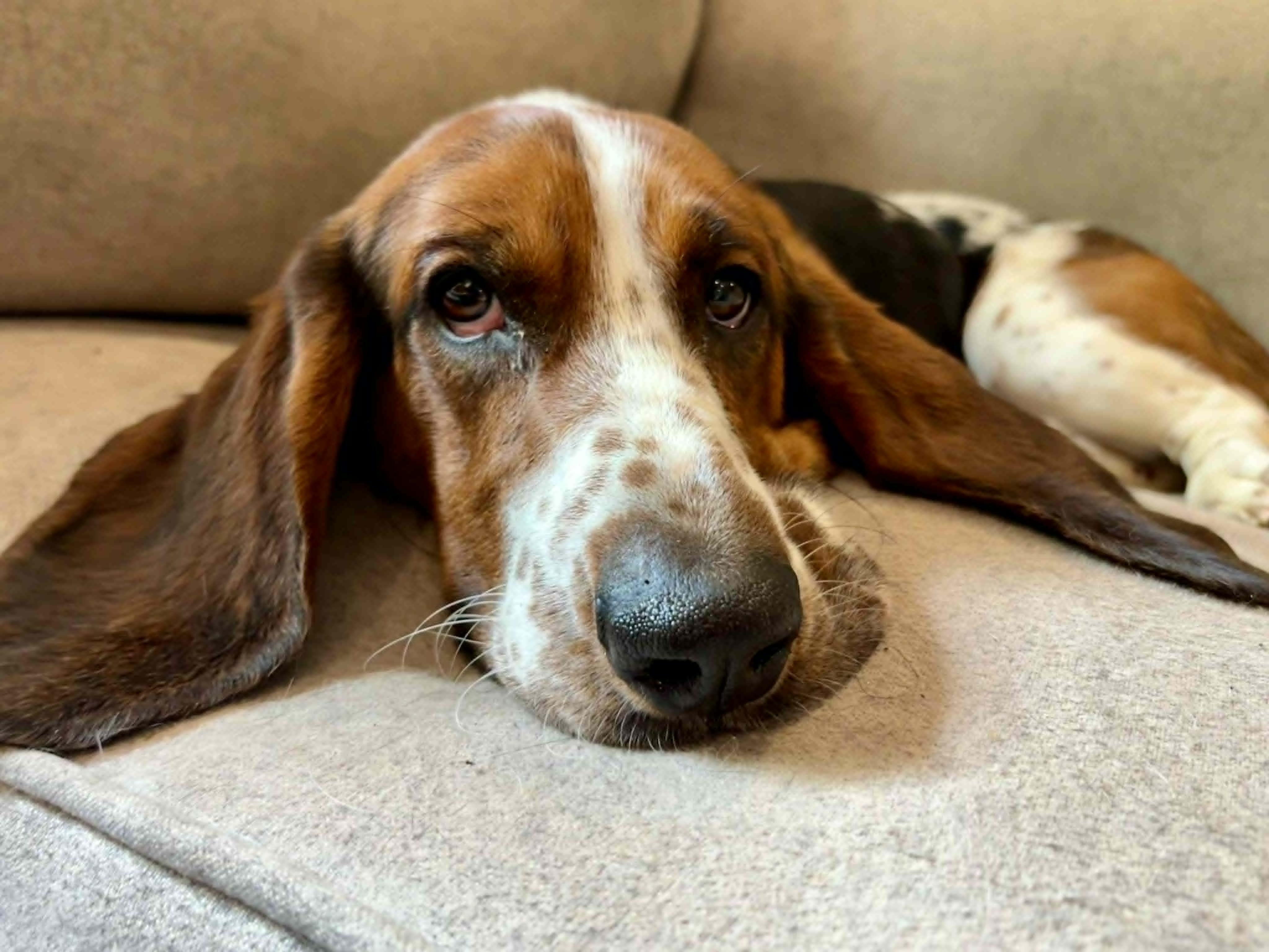 Beau, a ADOPTABLE Basset Hound in Jarrettsville, MD image 5/6