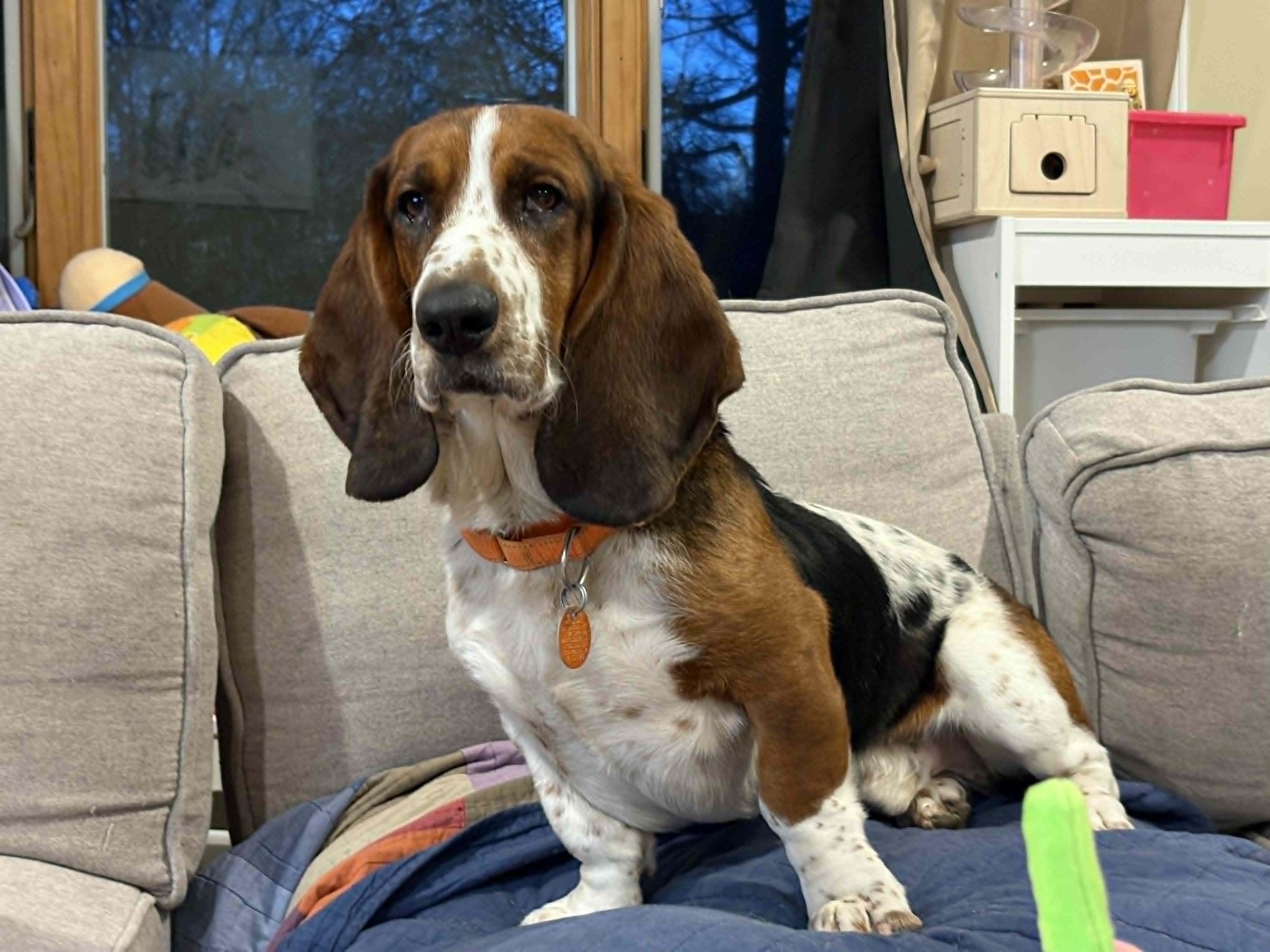 Beau, ADOPTABLE, Young Male Basset Hound.