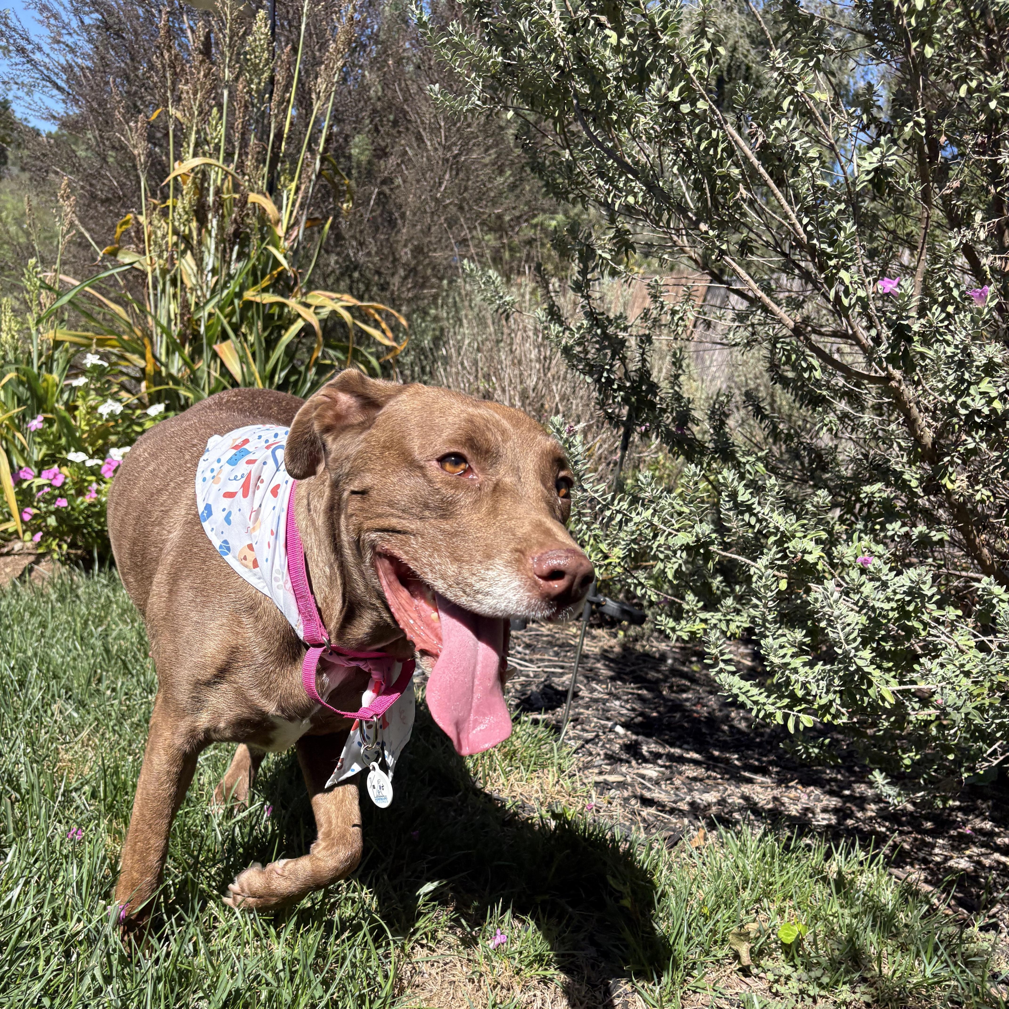 Enlarge Dolly, a Adoptable Pit Bull Terrier in San Diego, CA image 2/5