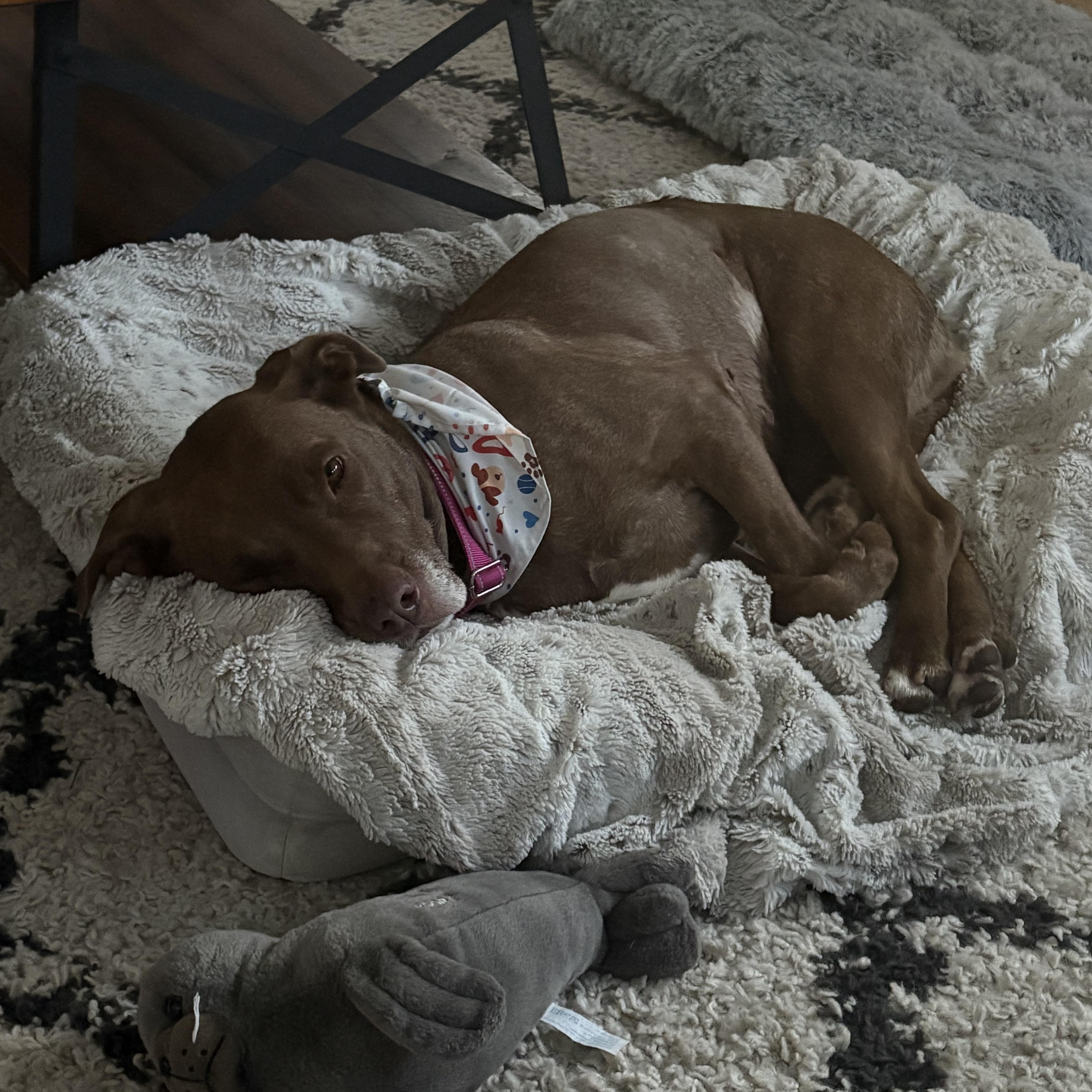 Enlarge Dolly, a Adoptable Pit Bull Terrier in San Diego, CA image 4/5