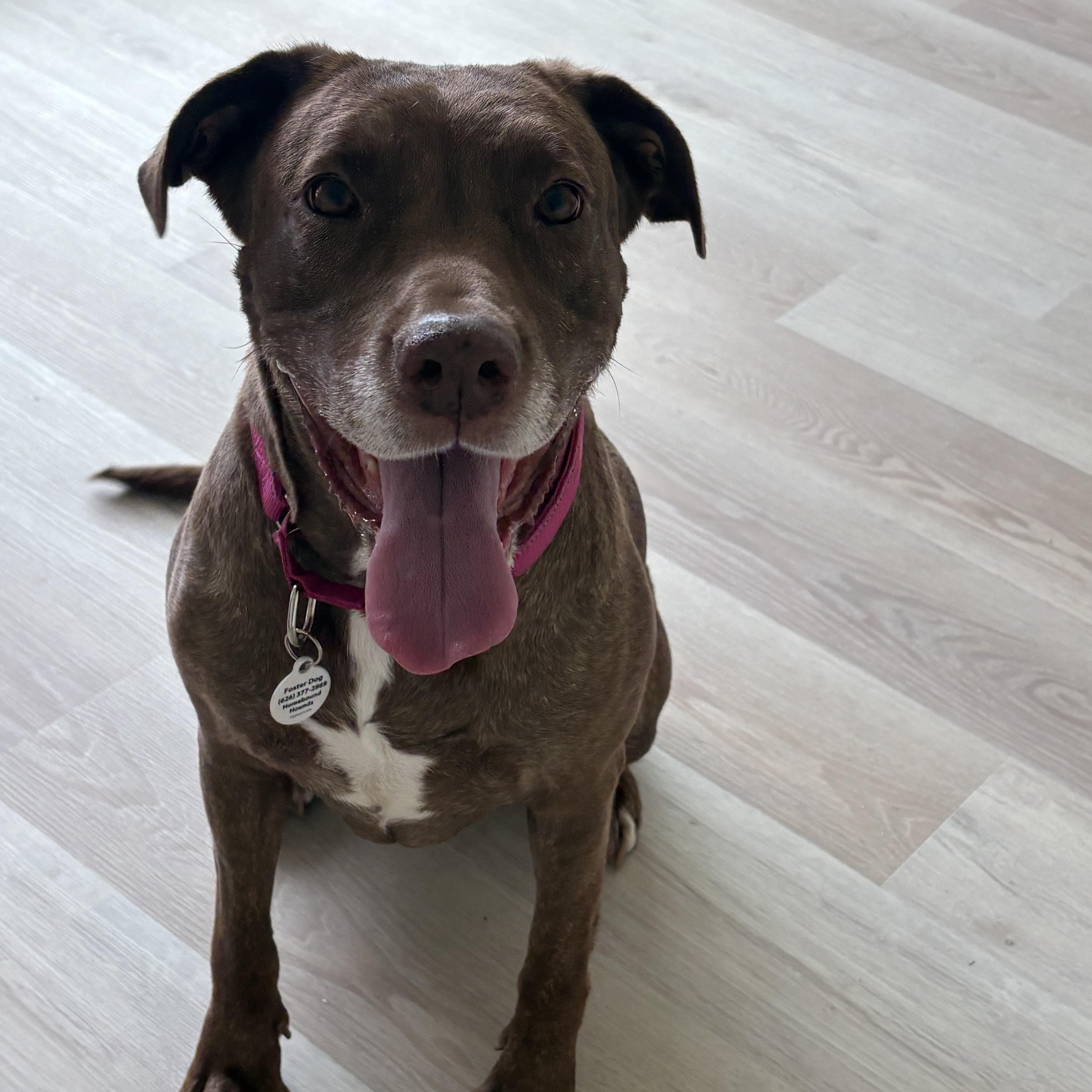 Dolly, Adoptable, Adult Female Pit Bull Terrier.