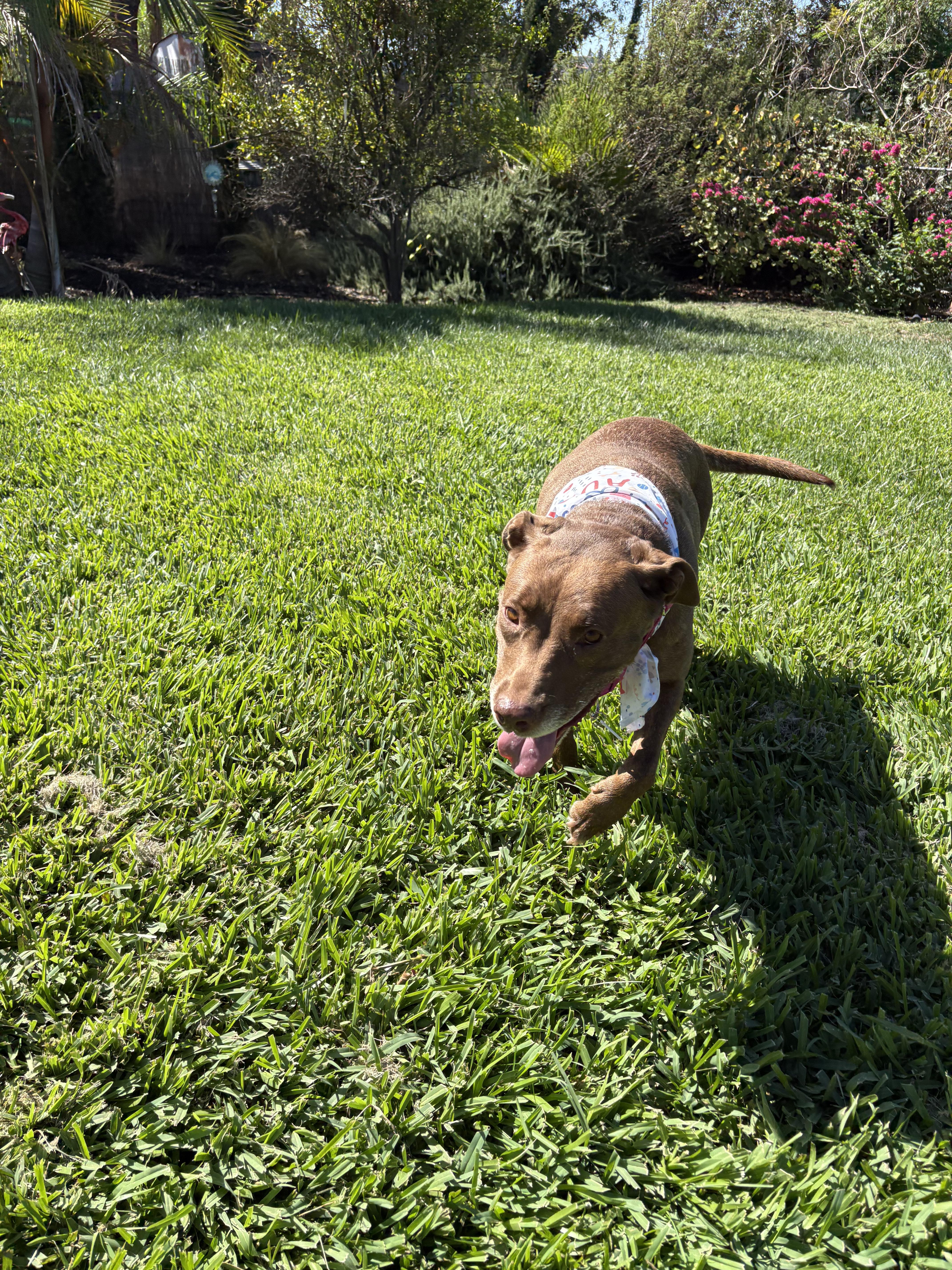 Enlarge Dolly, a Adoptable Pit Bull Terrier in San Diego, CA image 3/5