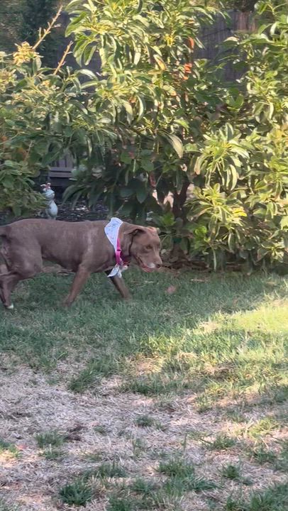 Enlarge Dolly, a Adoptable Pit Bull Terrier in San Diego, CA video 5/5
