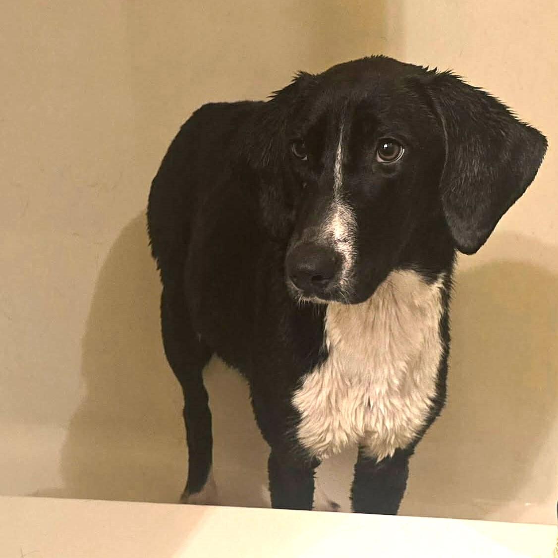 Enlarge Rosa - Good with Cats!, a ADOPTABLE Plott Hound in North Bay, ON image 3/4