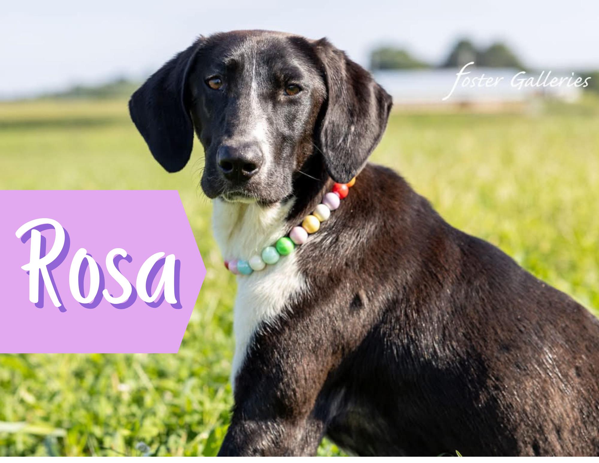 Enlarge Rosa - Good with Cats!, a ADOPTABLE Plott Hound in North Bay, ON image 1/4