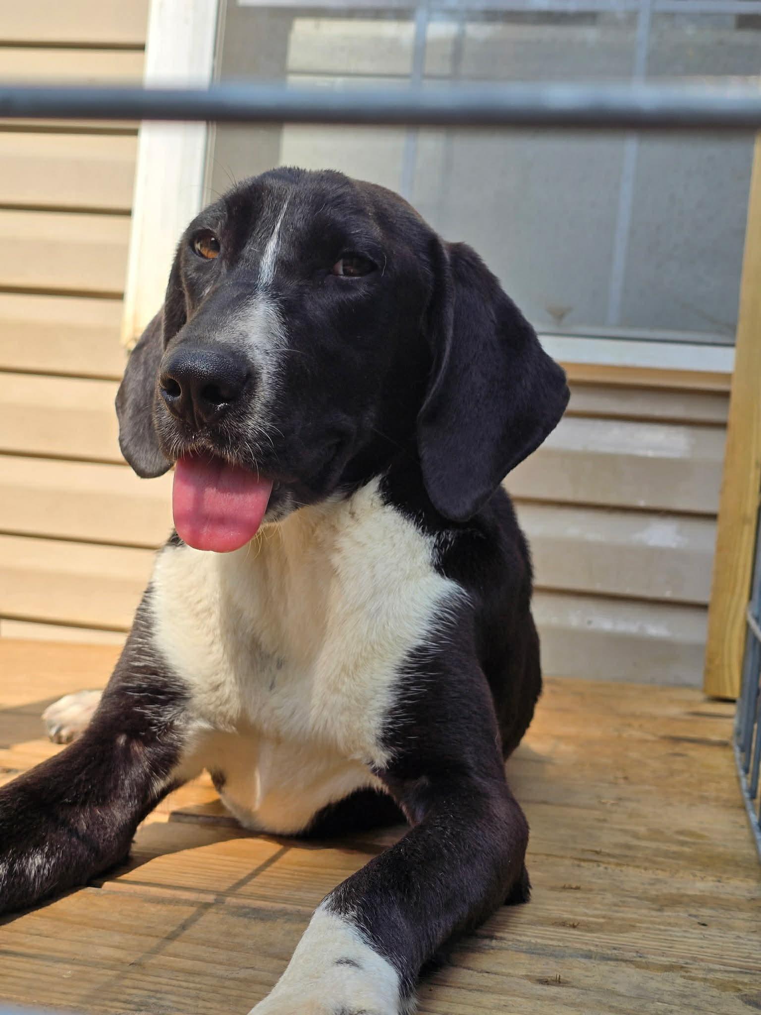 Enlarge Rosa - Good with Cats!, a ADOPTABLE Plott Hound in North Bay, ON image 4/4