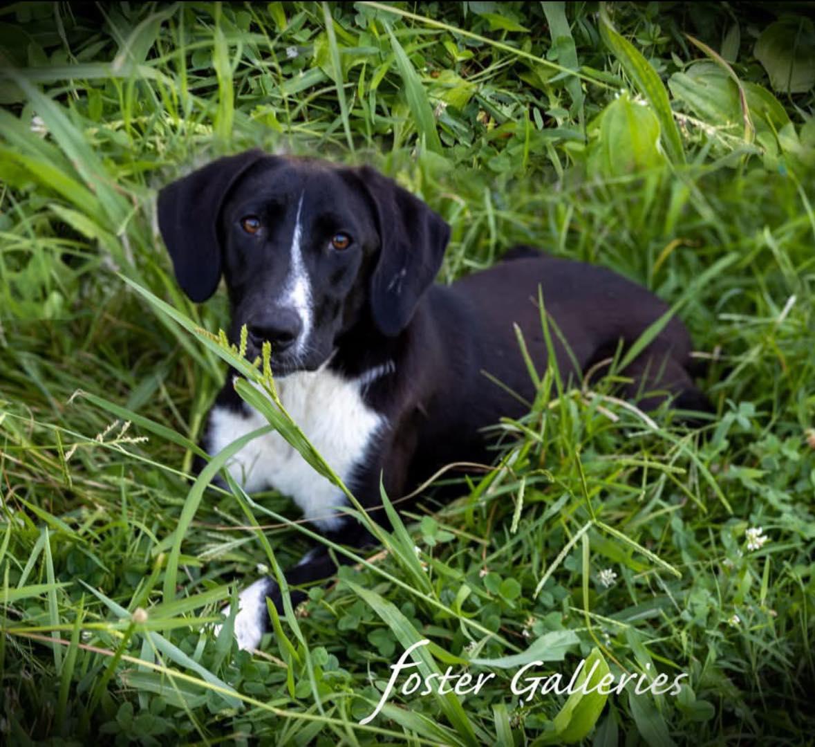 Enlarge Rosa - Good with Cats!, a ADOPTABLE Plott Hound in North Bay, ON image 2/4