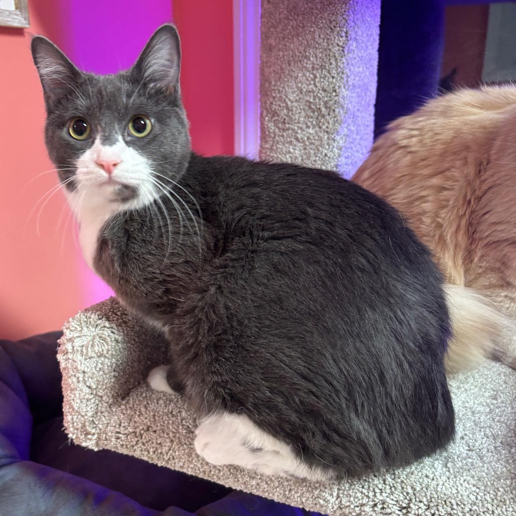 Hayzel — thumbnail 2