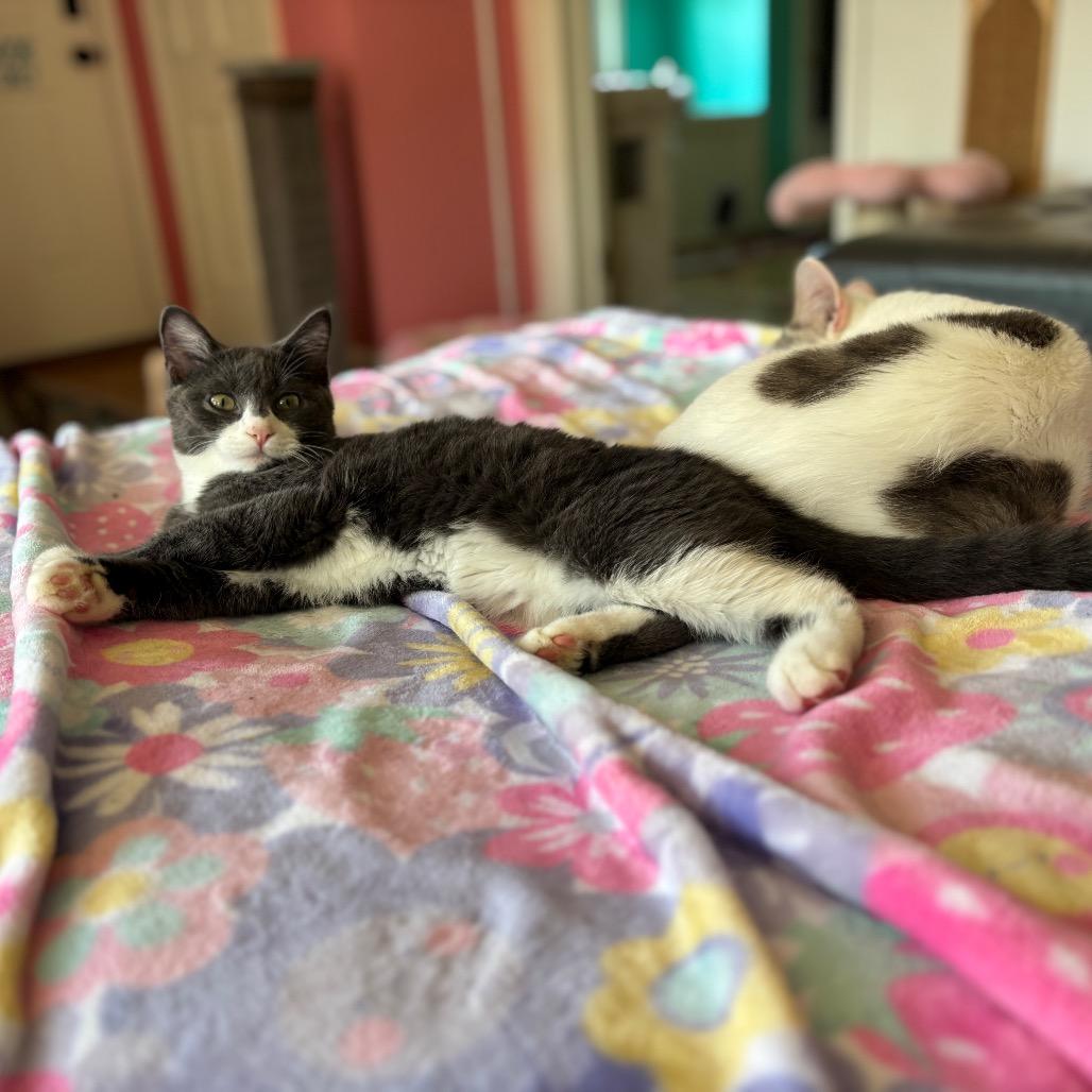 Hayzel — thumbnail 3