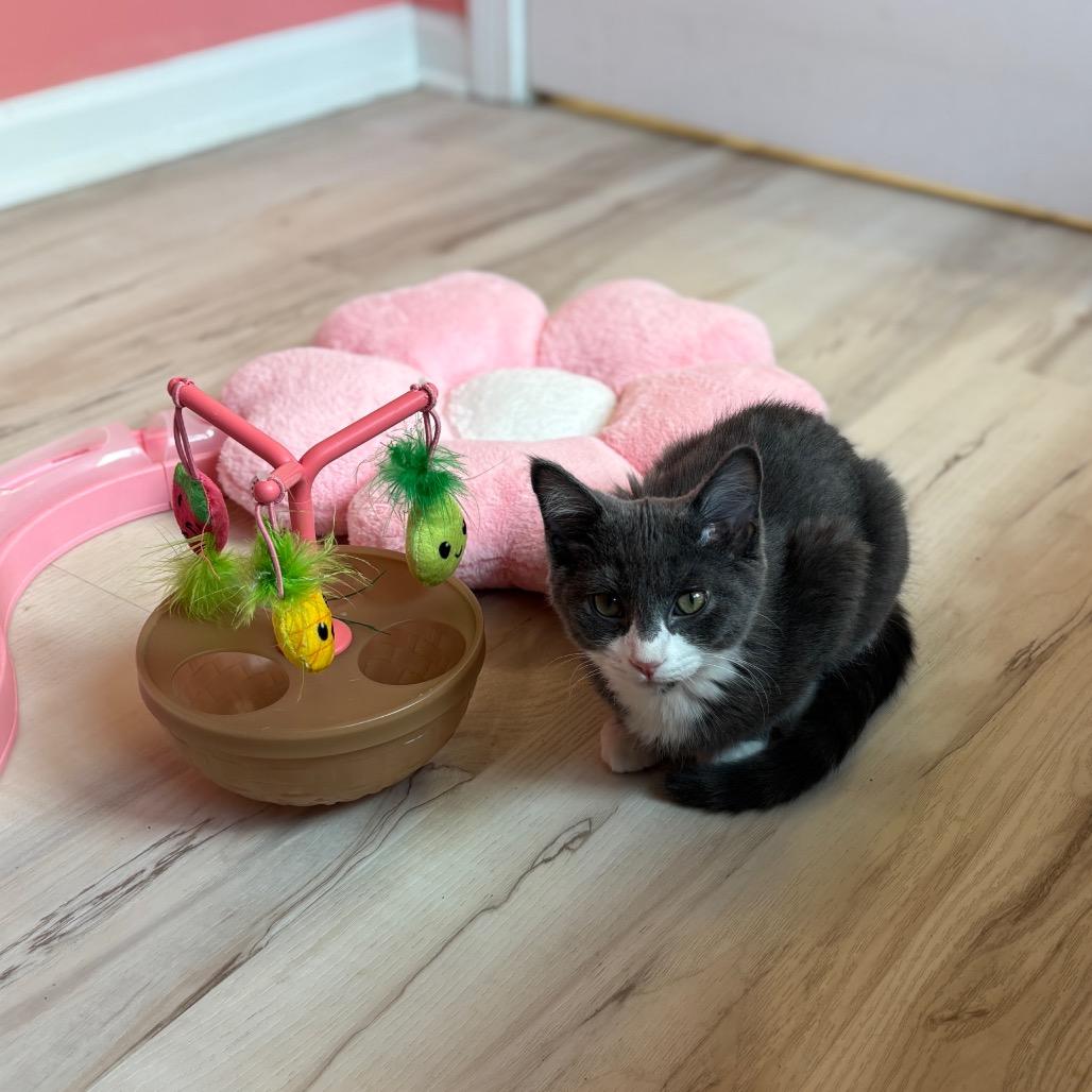 Hayzel — thumbnail 4