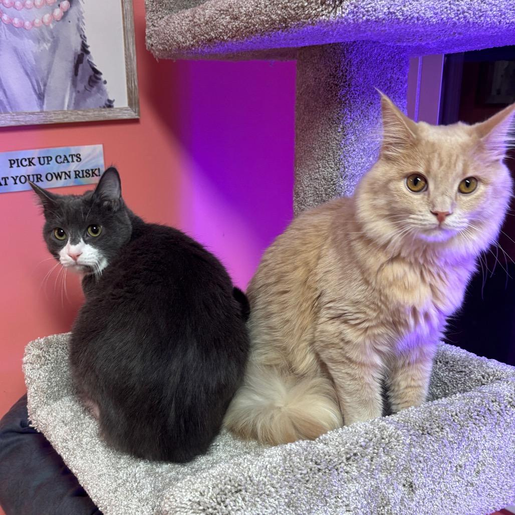 Hayzel — thumbnail 5