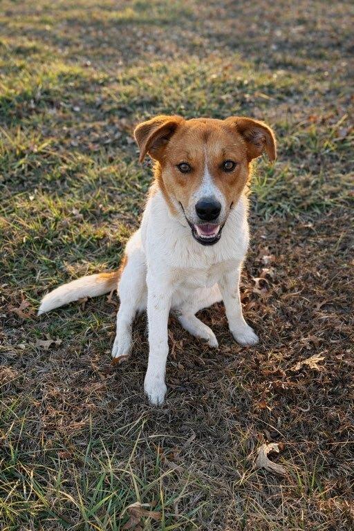 Poppy - The Chore & Cuddle Companion, a Adoptable mixed breed in Green Ridge, MO image 1/4