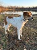 Poppy - The Chore & Cuddle Companion, a Adoptable mixed breed in Green Ridge, MO image 2/4