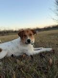 Poppy - The Chore & Cuddle Companion, a Adoptable mixed breed in Green Ridge, MO image 3/4