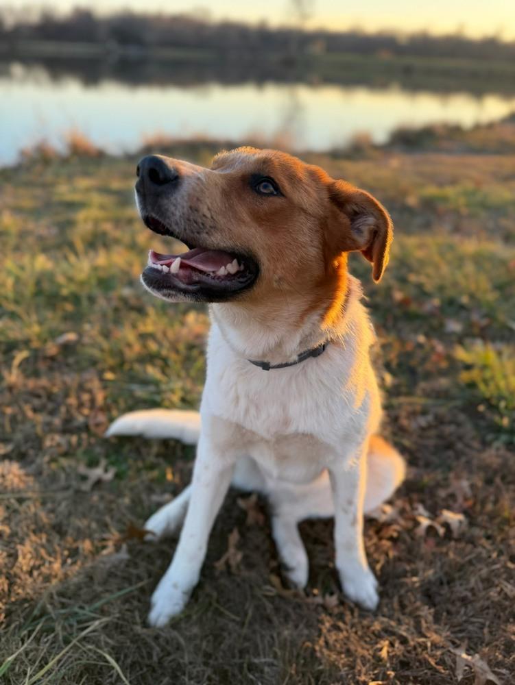 Poppy - The Chore & Cuddle Companion, a Adoptable mixed breed in Green Ridge, MO image 4/4